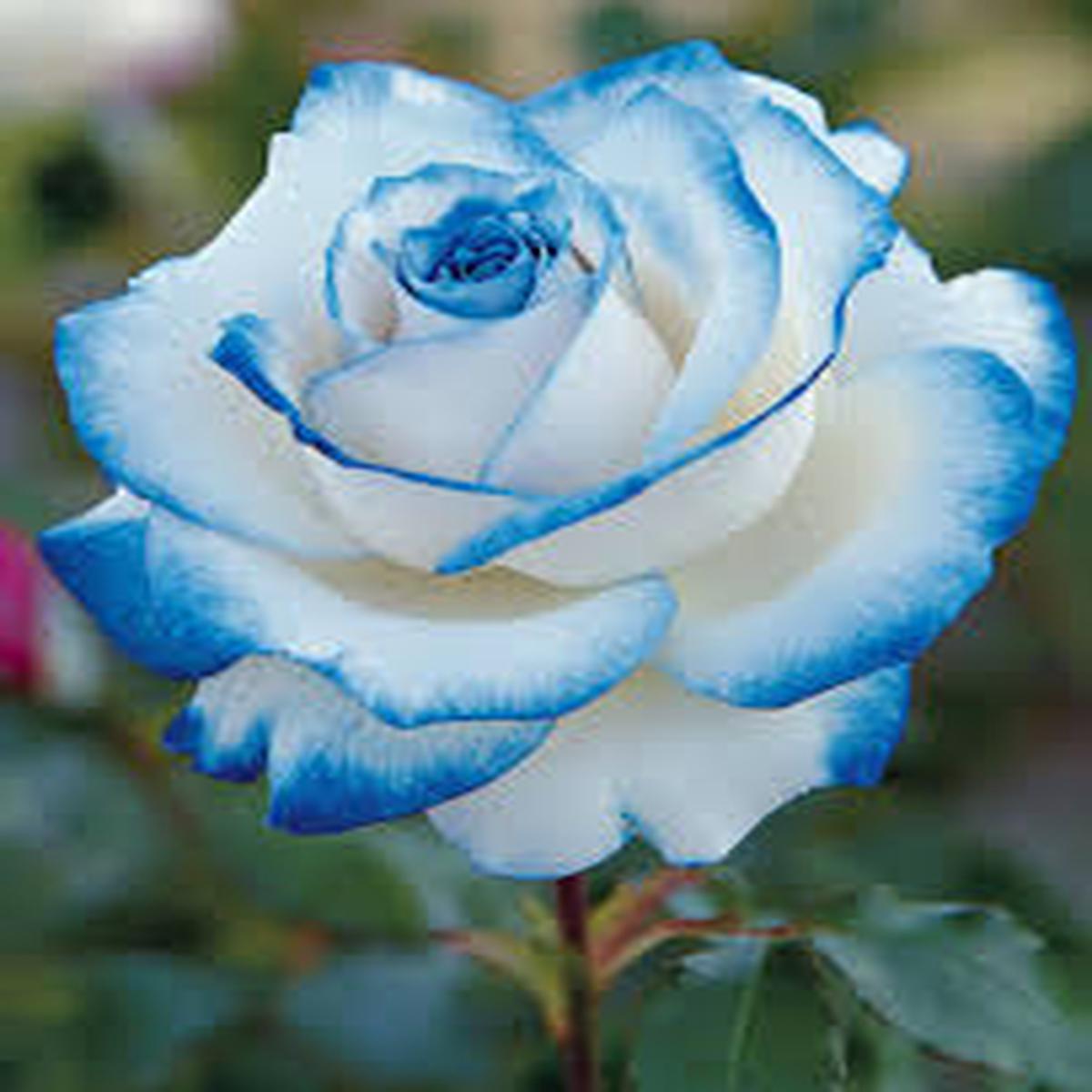 Blue and White Rose Flower Seeds for Planting Heirloom NonGMO Premium Organic Garden Seeds with High Germination Sale