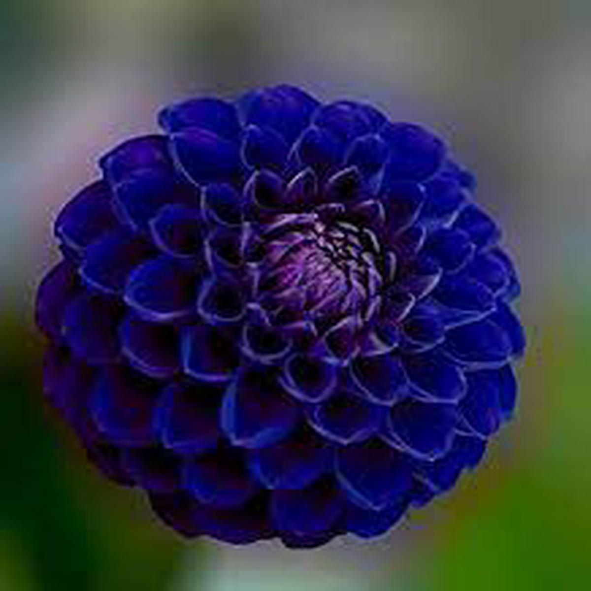 Blue Pompon Dahlia Flower Seeds for Planting – Heirloom and Non-GMO garden seeds