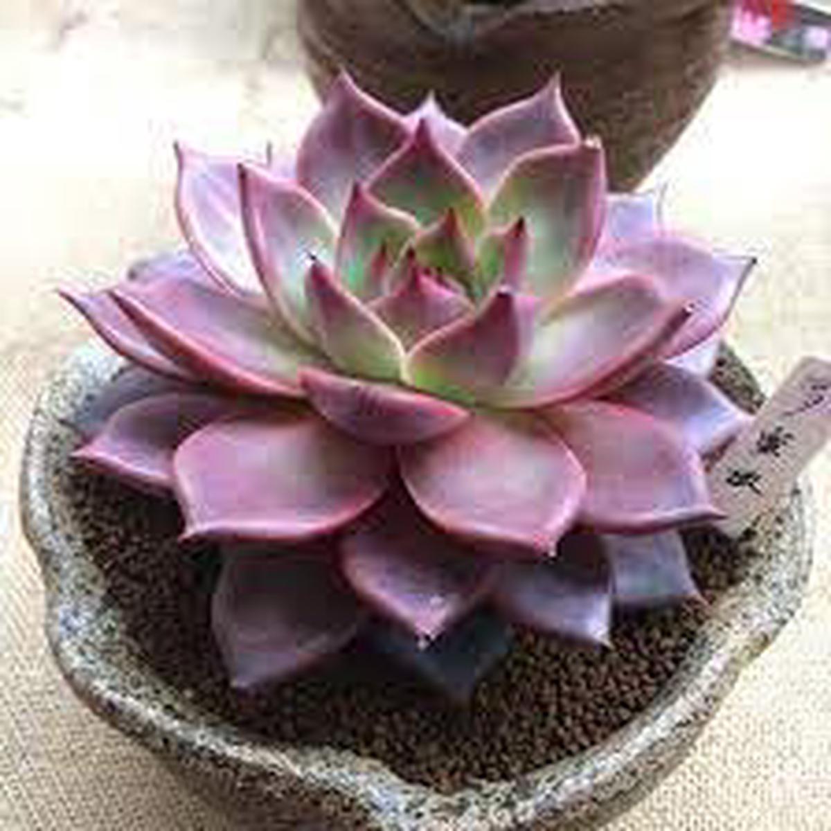 Blue Purple Succulent Flower Seeds for Planting  Heirloom Non-GMO Organic Garden Seeds with High Germination