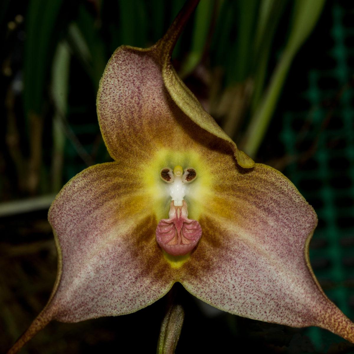 Brown Dracula Flower seeds for Planting Cut Flower Favorite Heirloom & GMO Free Seeds for Home Garden  Sale