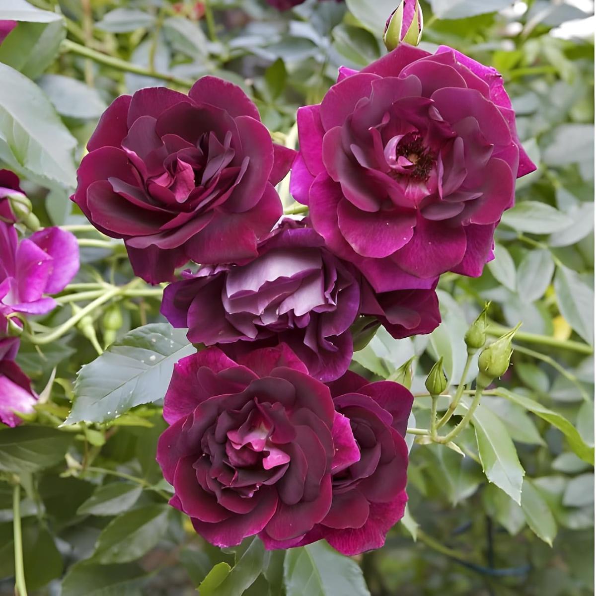 Burgundy Climbing Rose (Rosa spp.) Flower Seeds for Planting  Heirloom, Non-GMO, Perennial, Climbing Variety