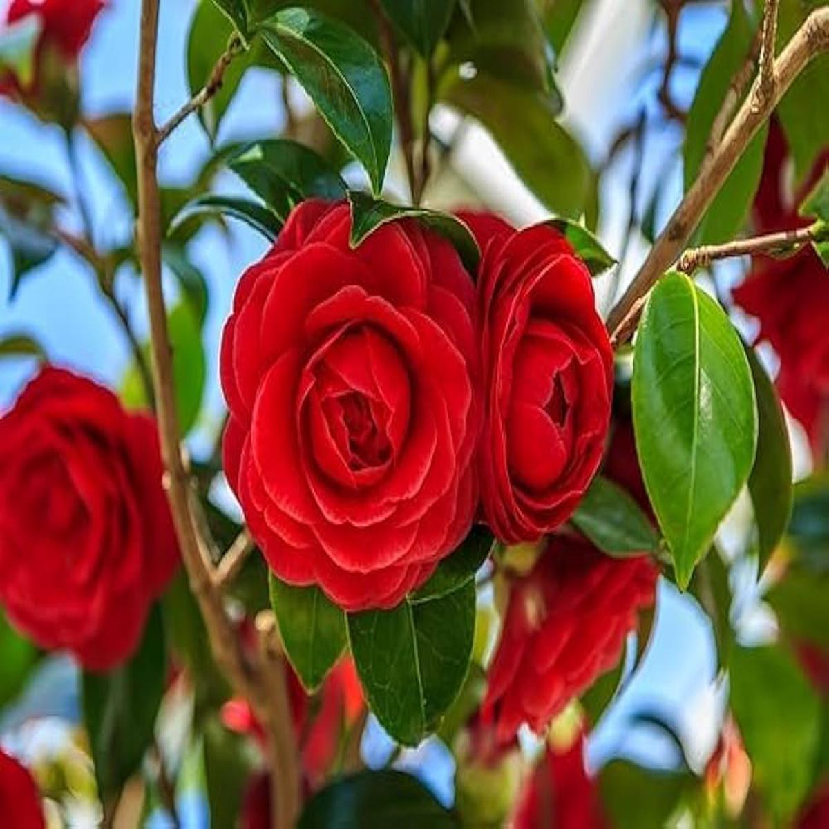 Camellia Burgundy Flower Seeds for Planting – 100 pcs