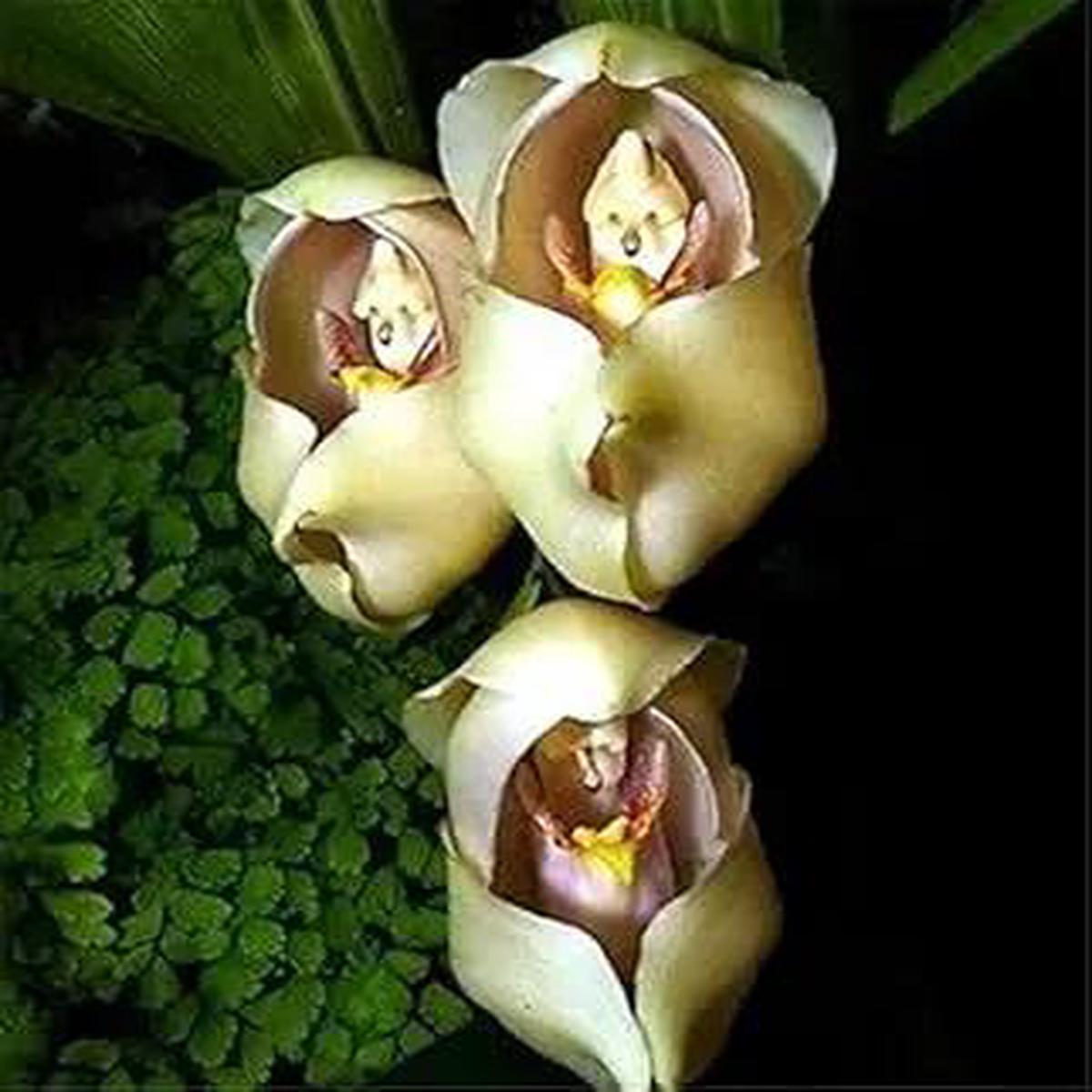 Cream Eggs Baby Orchid Flower Seeds for Planting – NON GMO Seeds