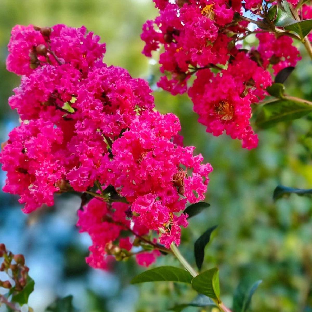 Crepe Myrtle Flower Seeds for Planting Heirloom, Non-GMO, Easy to Grow, Perennial