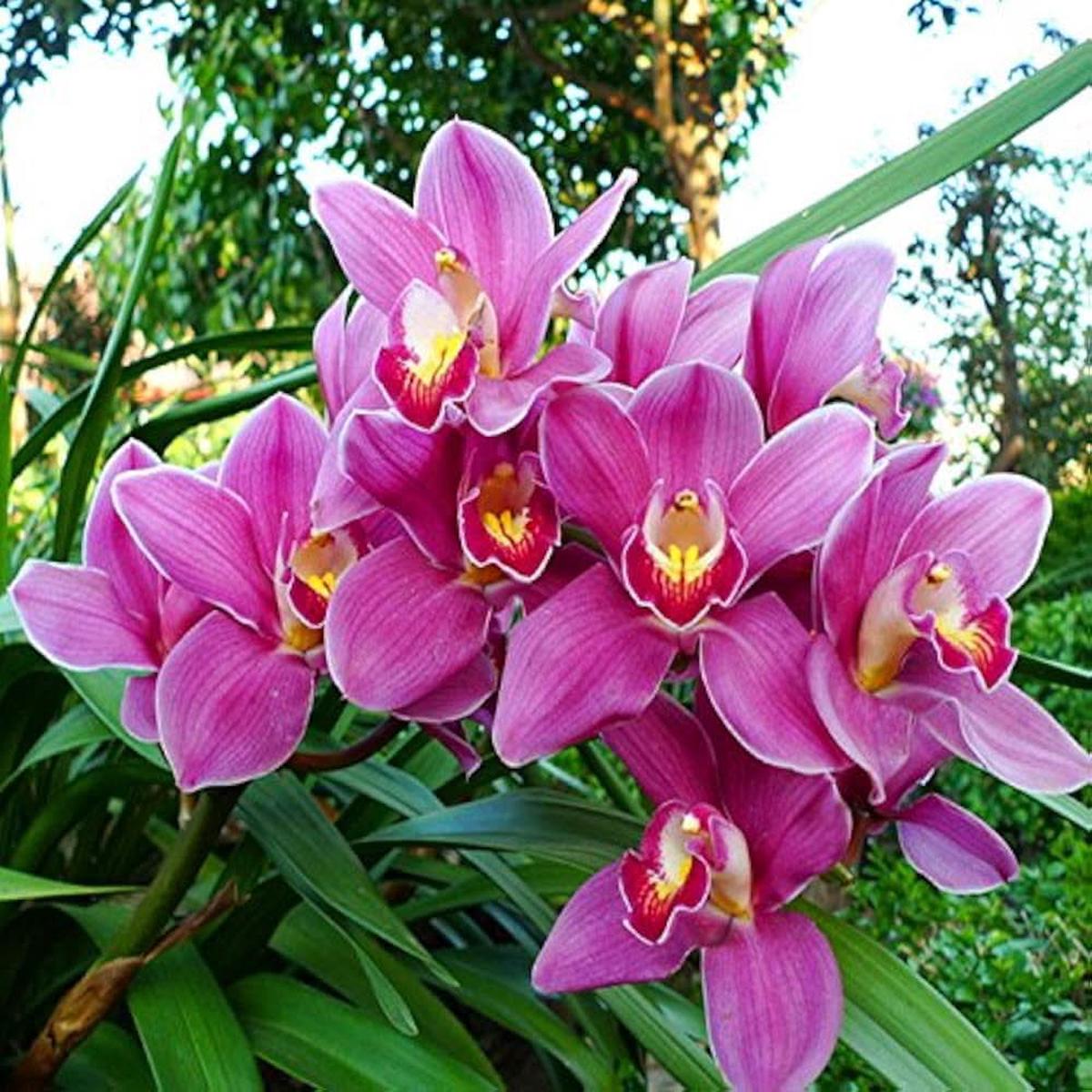 Cymbidium Faberi Elegant Ornamental Flowering Seeds For Planting