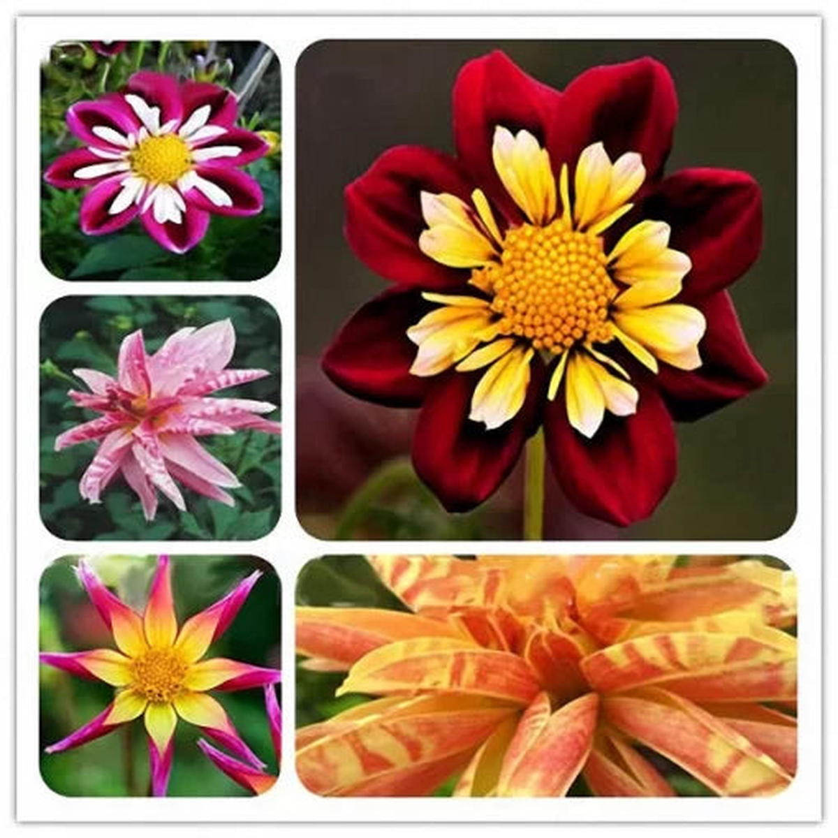 Dahlia Flower Seeds | Tropical Outdoor Decorative Dahlia Blooms  Heirloom, Non-GMO, High Germination Organic Garden Seeds
