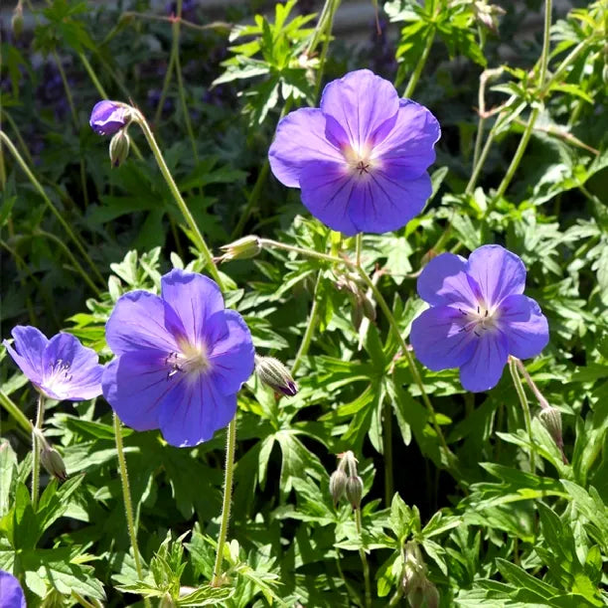 Deep Blue Geranium Flower Seeds, Planting Guide and Tips