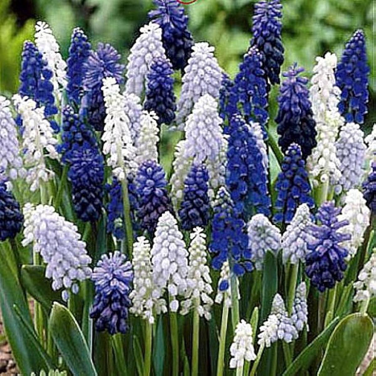 Grape Hyacinth Seeds Delft Blue Muscari Heirloom, Non-GMO, High Germination Organic Garden Seeds for Planting
