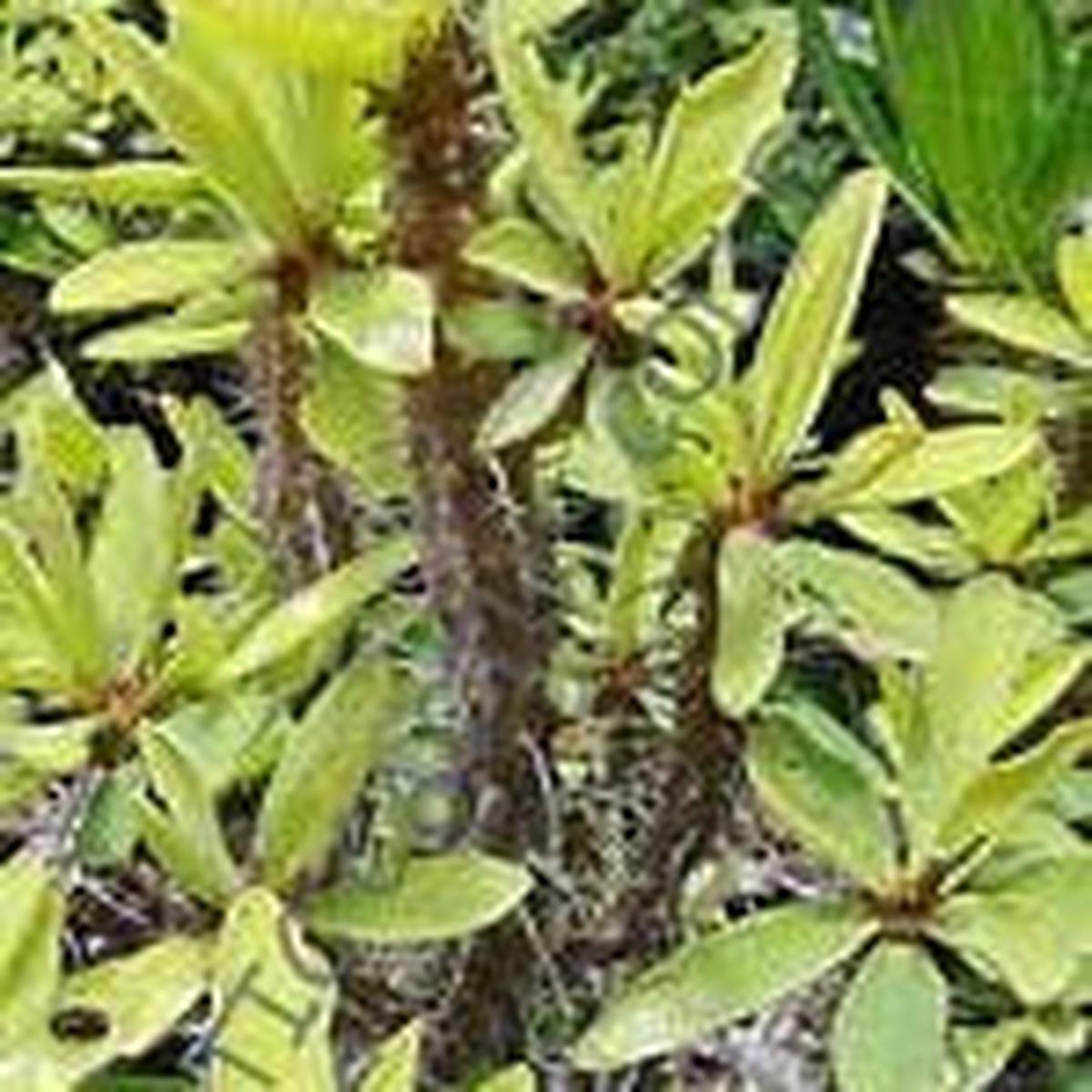 Green Euphorbia Duranii Flower seeds for Planting – Compact Growth, Heirloom & GMO Free Seeds for Home Garden
