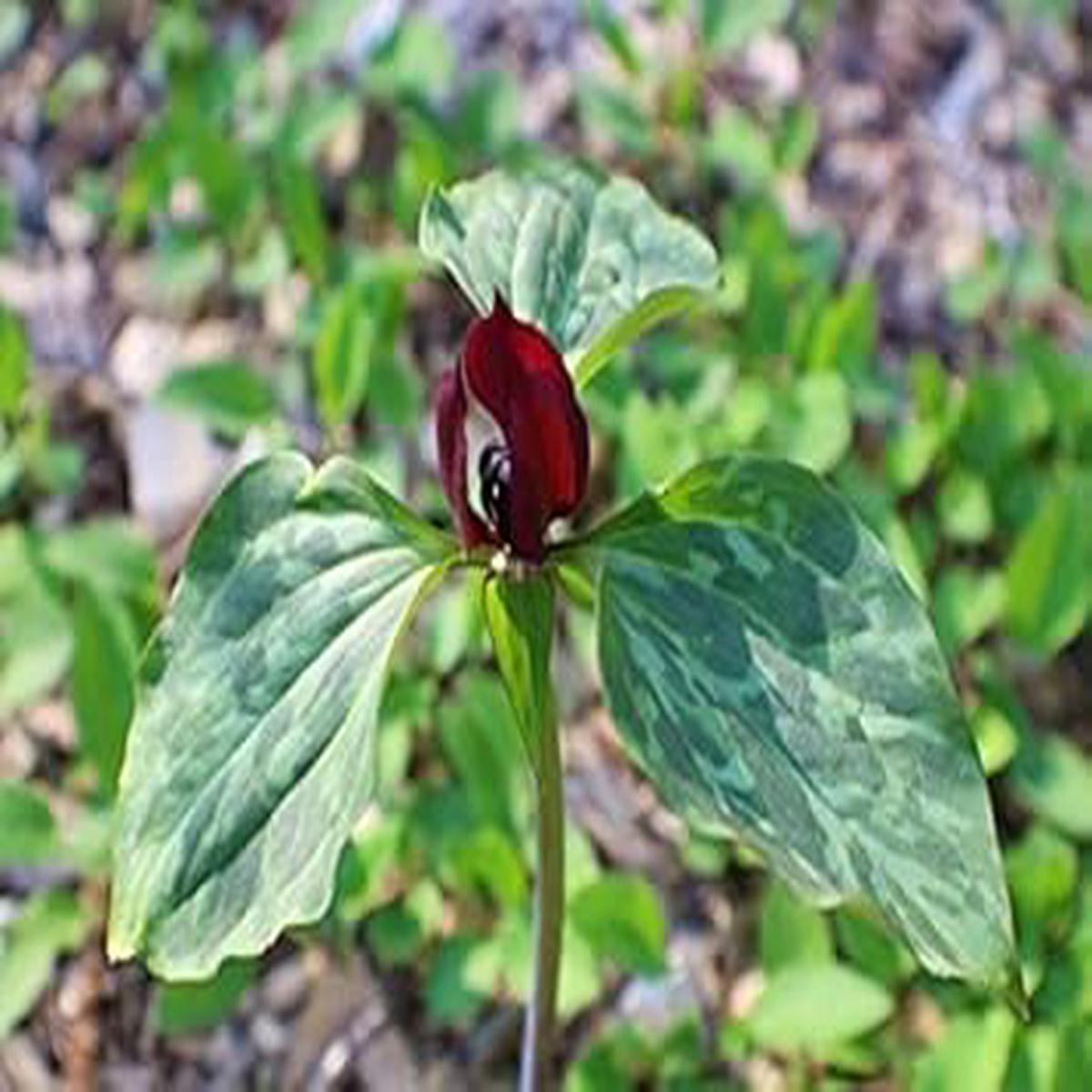 Green Trillium Flower seeds for Planting – Low Maintenance, Heirloom & GMO Free Seeds for Home Garden