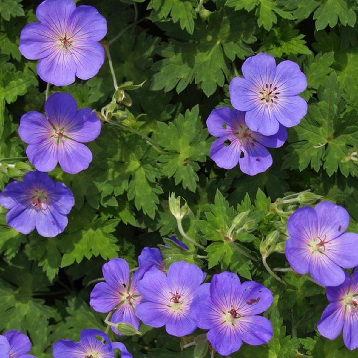 Hardy Geranium (Cranesbill) Flower Seeds for Planting  Heirloom, Non-GMO, Perennial, Easy to Grow