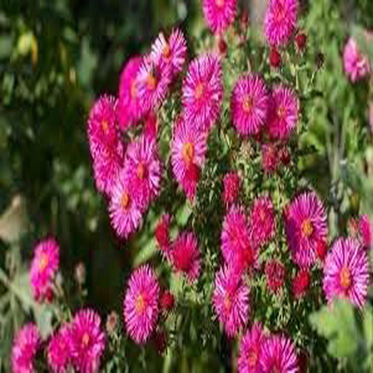 Heirloom Aster Flower seeds for Planting Wildflower Mix Heirloom & GMO Free Seeds for Home Garden