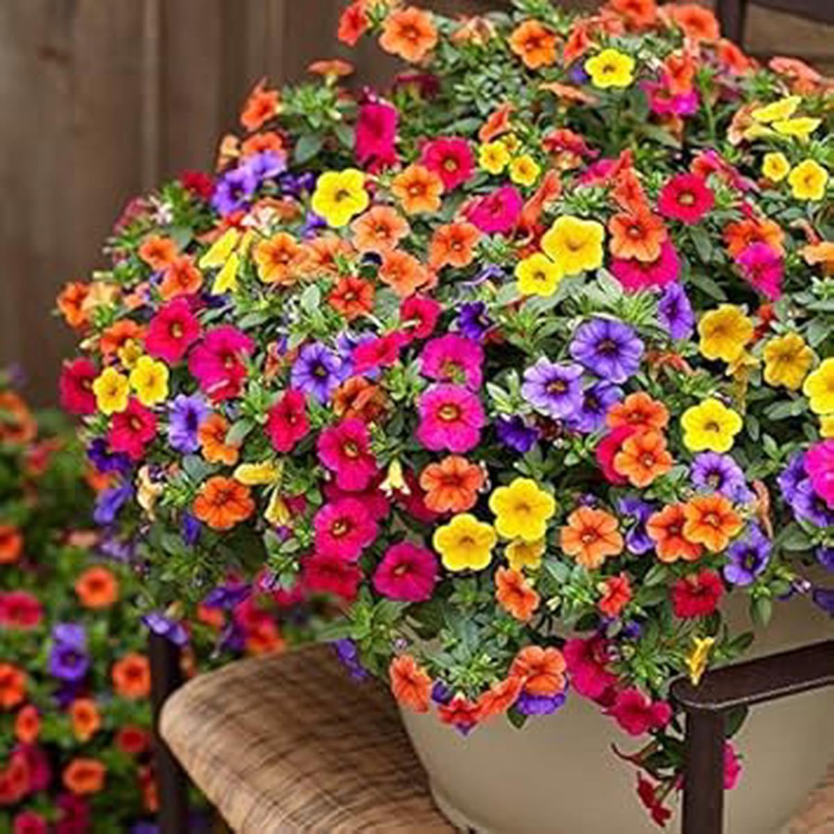 Heirloom Calibrachoa Flower seeds for Planting Garden Favorite Heirloom & GMO Free Seeds for Home Garden