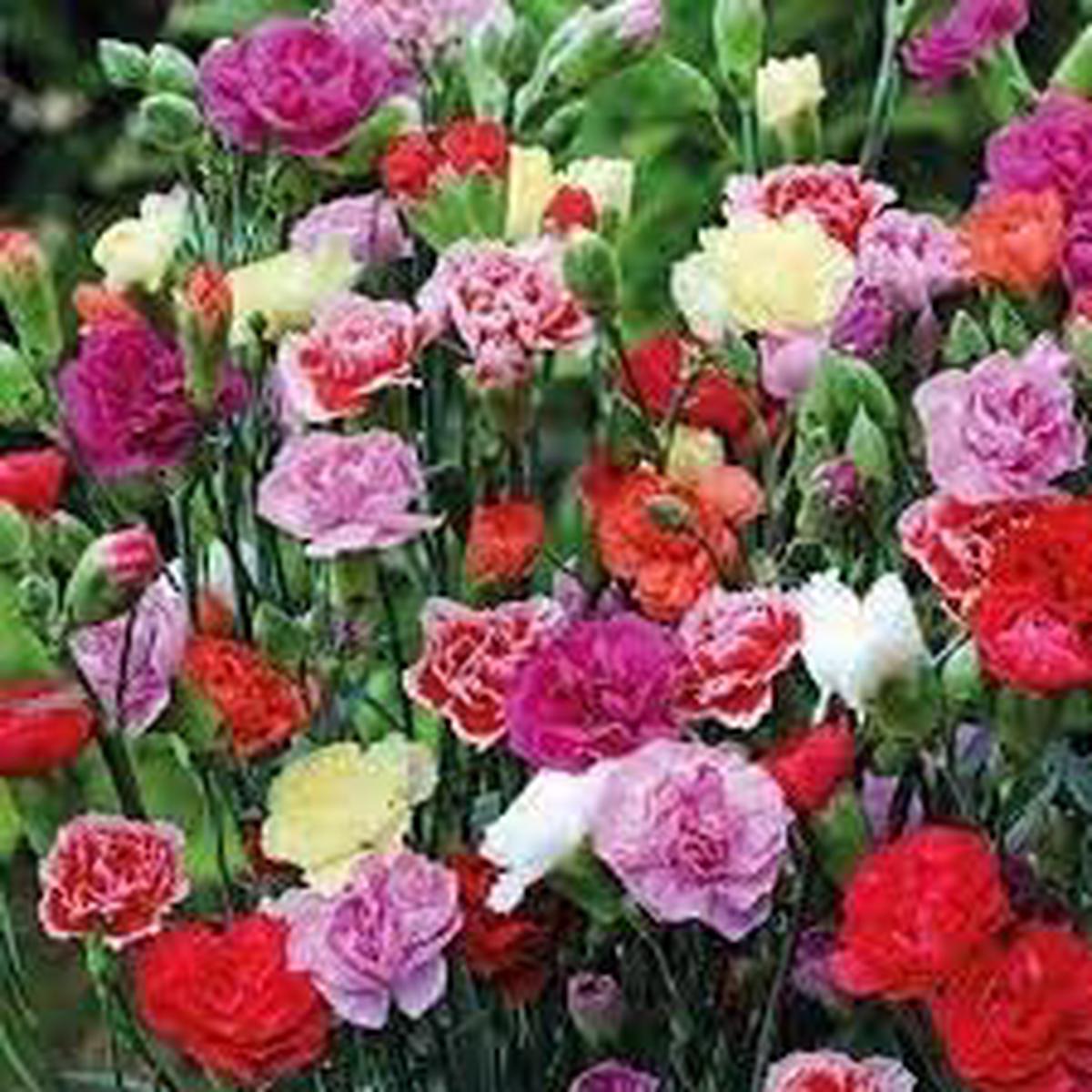 Heirloom Dianthus Caryophyllus Flower Seeds for Planting  Non-GMO, High Germination Garden Seeds