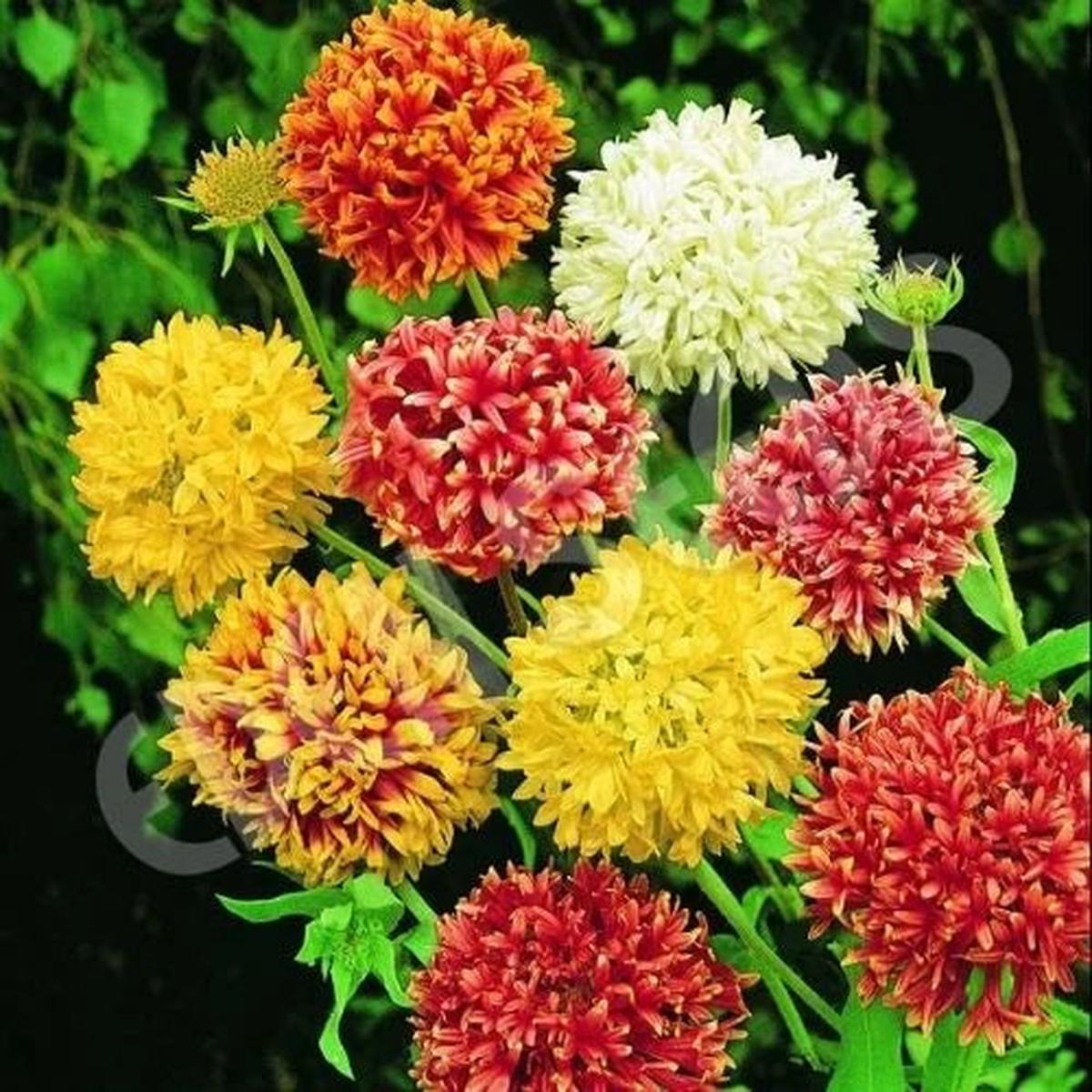 Heirloom Mixed Gaillardia Double Blanket Flower Seeds  Non-GMO, Bright Pollinator-Friendly Flower Seeds