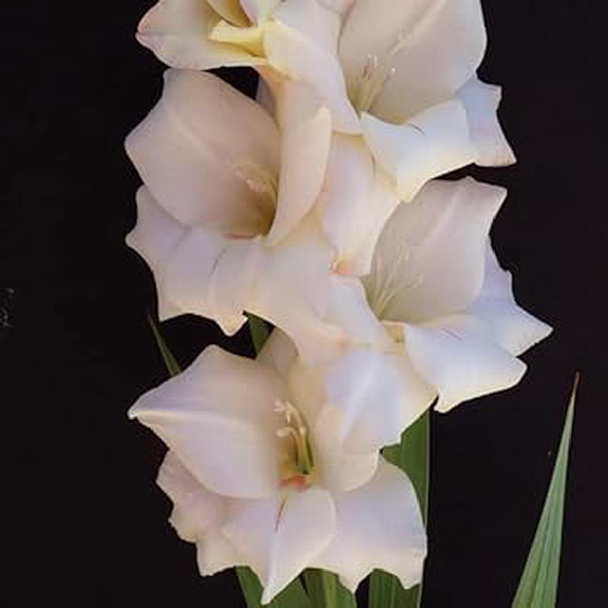 Heirloom Non-GMO Cream White Gladiolus Flower Seeds for Garden Planting  High Germination Organic Garden Seeds