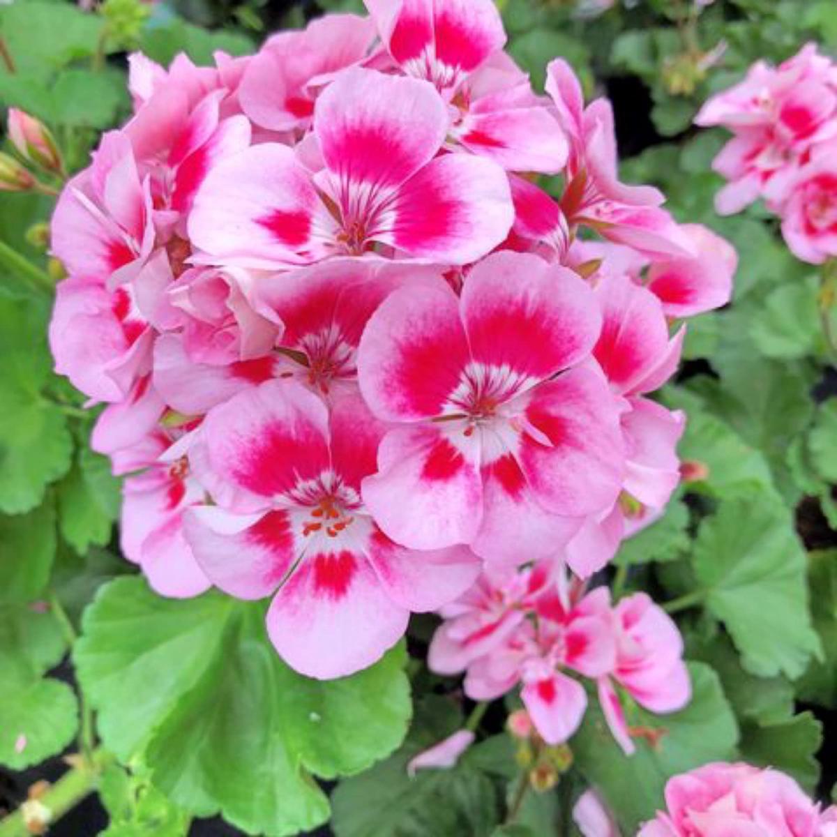 Heirloom Non-GMO Geranium Pelargonium Flower Seeds for Planting Vibrant Colorful Garden Blooms