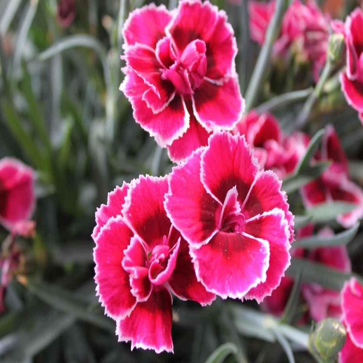 Heirloom Non-GMO Pink & Red Dianthus Flower Seeds for Garden Planting Vibrant Fragrant Blooms