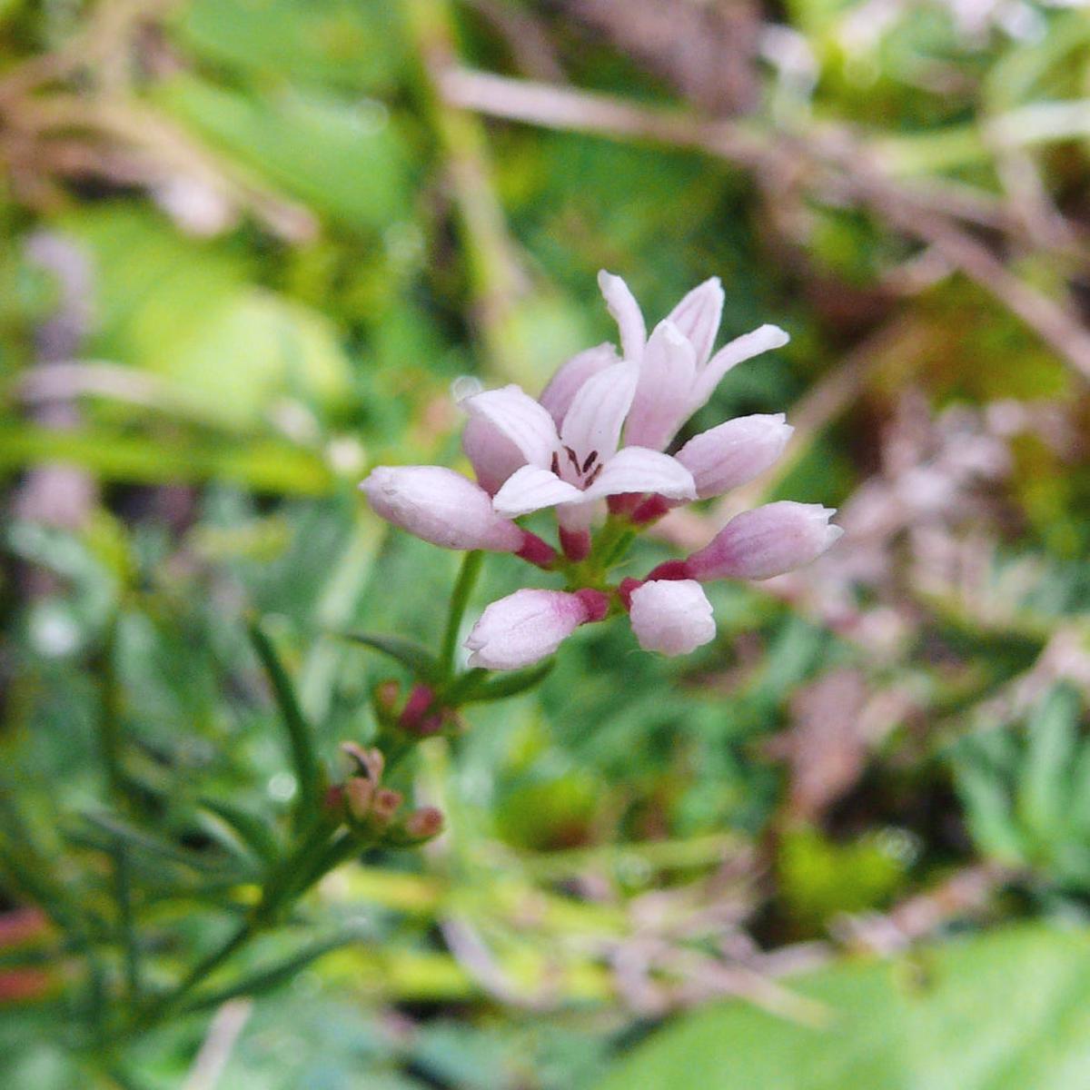 Heirloom Non-GMO Pink Woodruff Flower Seeds for Planting Fragrant Shade-Loving Garden Blooms