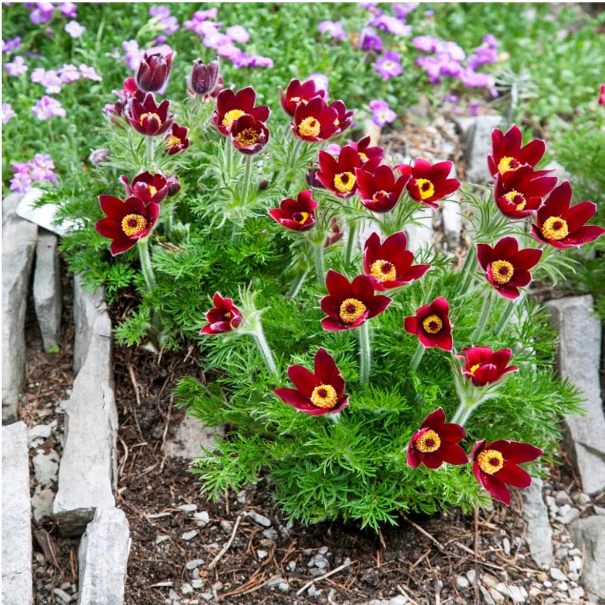 Heirloom Non-GMO Red Anemone Pulsatilla Flower Seeds for Planting  Bright Perennial Garden Seeds