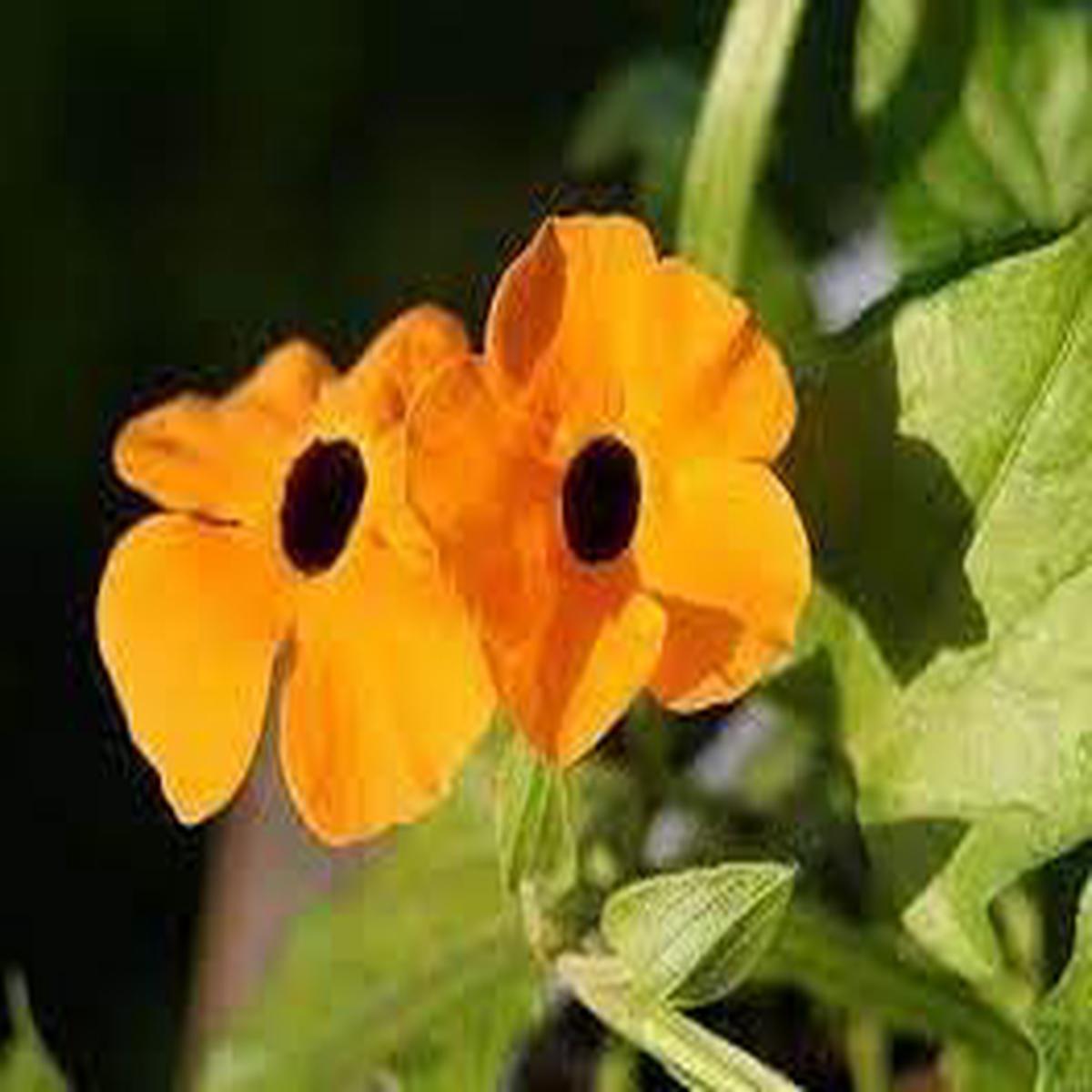 Heirloom Thunbergia Alata Flower seeds for Planting – Pollinator Friendly, Heirloom & GMO Free Seeds for Home Garden