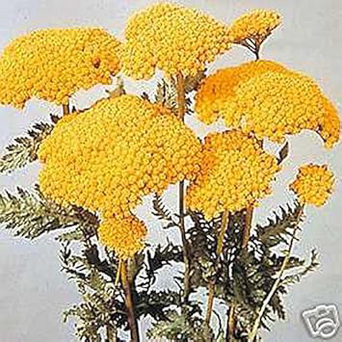 Heirloom Yellow Yarrow Flower Seeds for Planting Non-GMO, High Germination Organic Garden Seeds for Perennial Pollinator Blooms