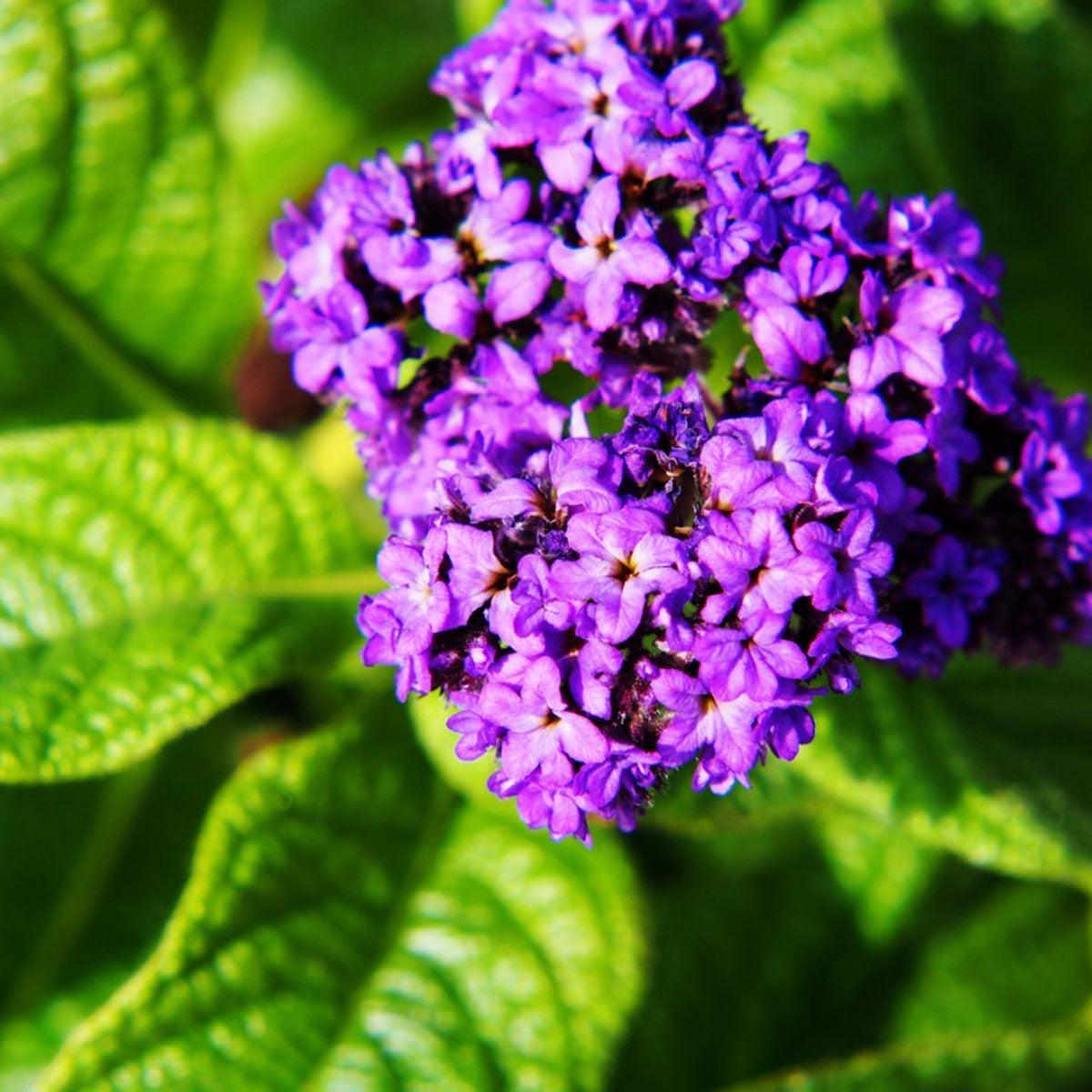 Heliotrope (Heliotropium arborescens) Flower Seeds for Planting Heirloom, Non-GMO, Fragrant, Pollinator-Friendly