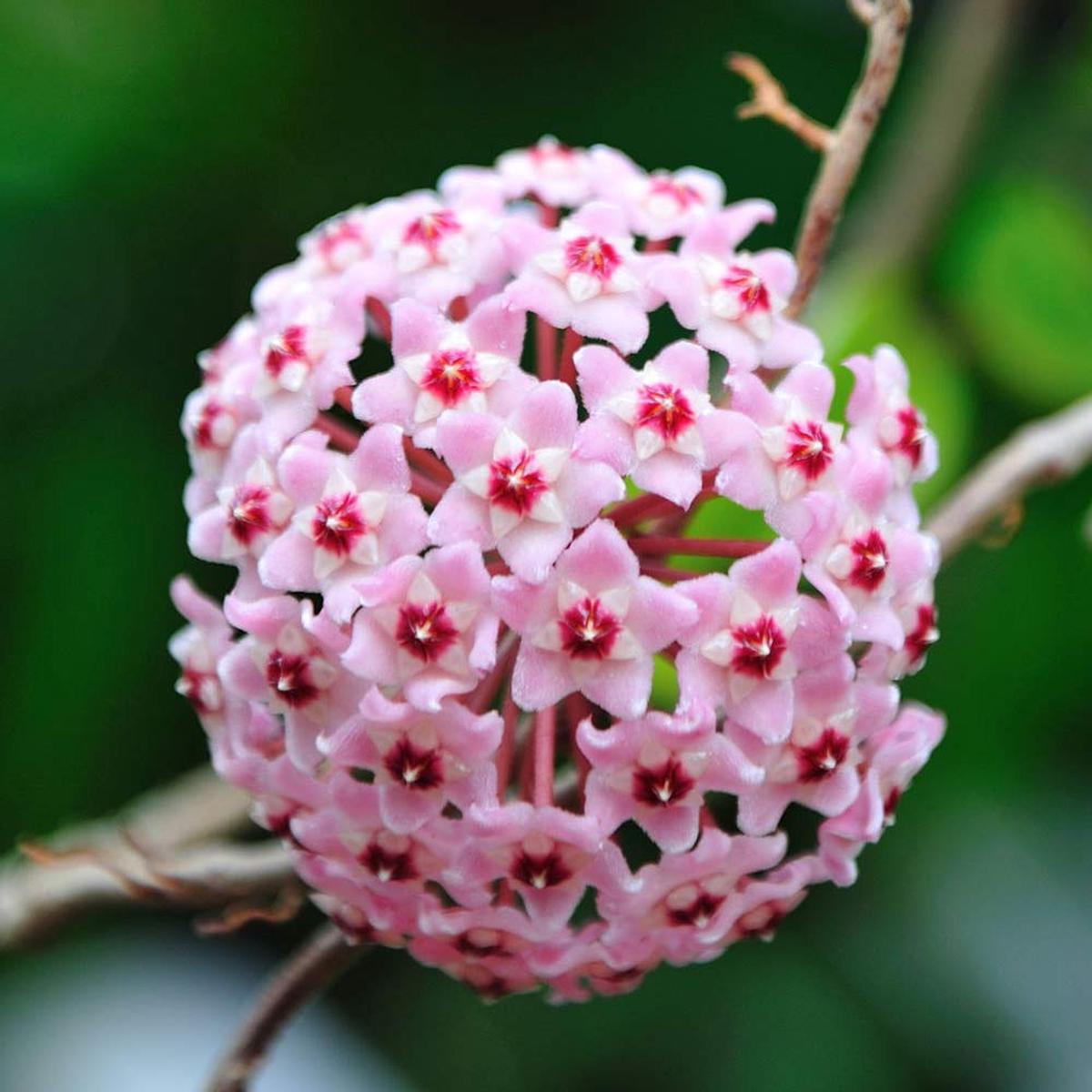 Hoya Carnosa Flower Seeds for Planting | Heirloom Non-GMO High Germination Organic Garden Seeds