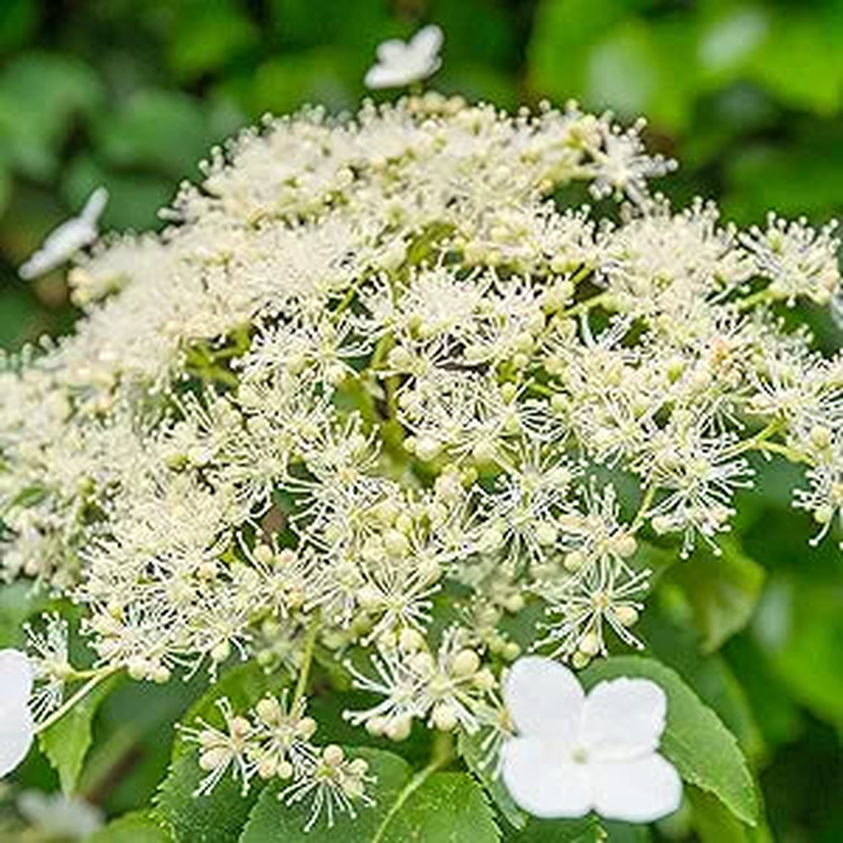 Hydrangea Bonsai Seeds, Viburnum Garden Flowers for Home Garden