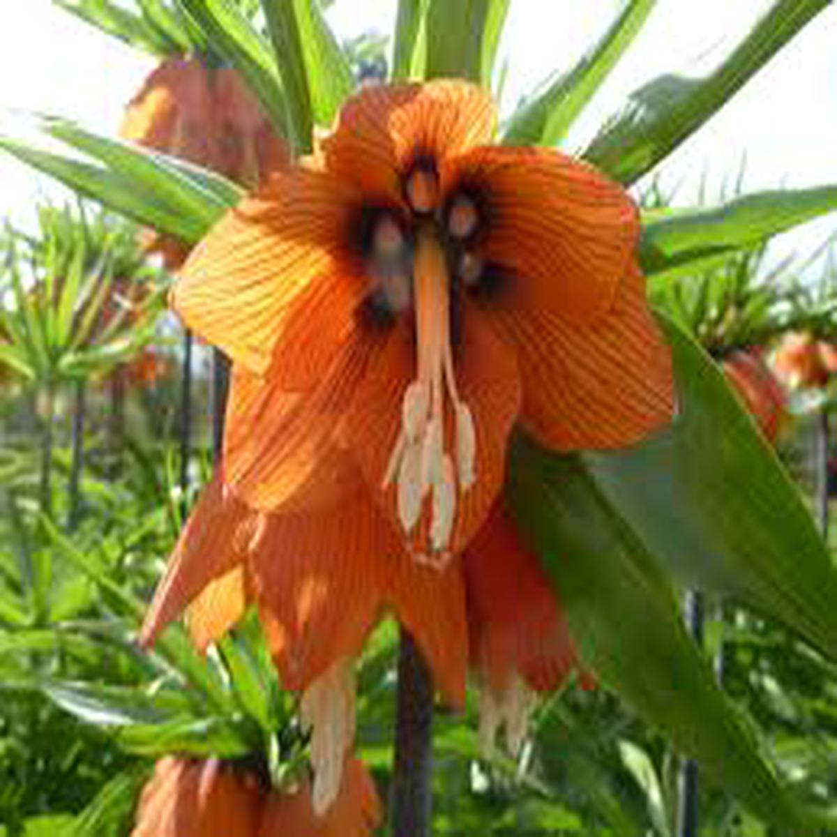 Imperialis Flower Seeds for Planting | Heirloom Non-GMO Organic Garden Seeds | Shade Tolerant, 100pcs