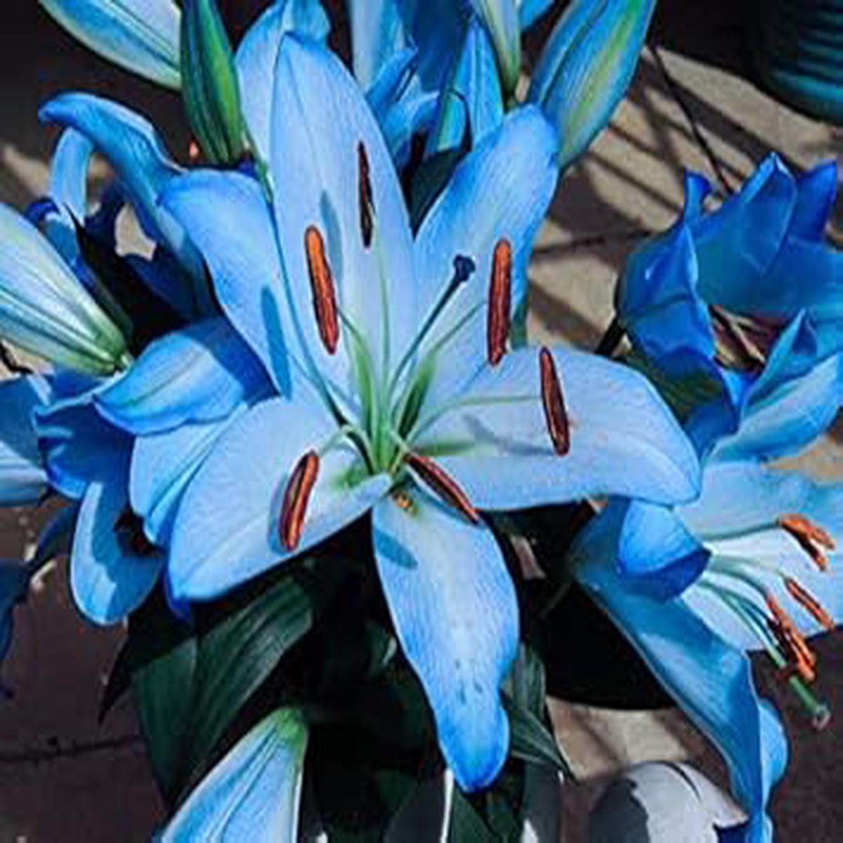 Light Sky Blue Lilium Seeds for Planting  Heirloom, Non-GMO, High Germination, Organic Garden Seeds for Elegant Blooms