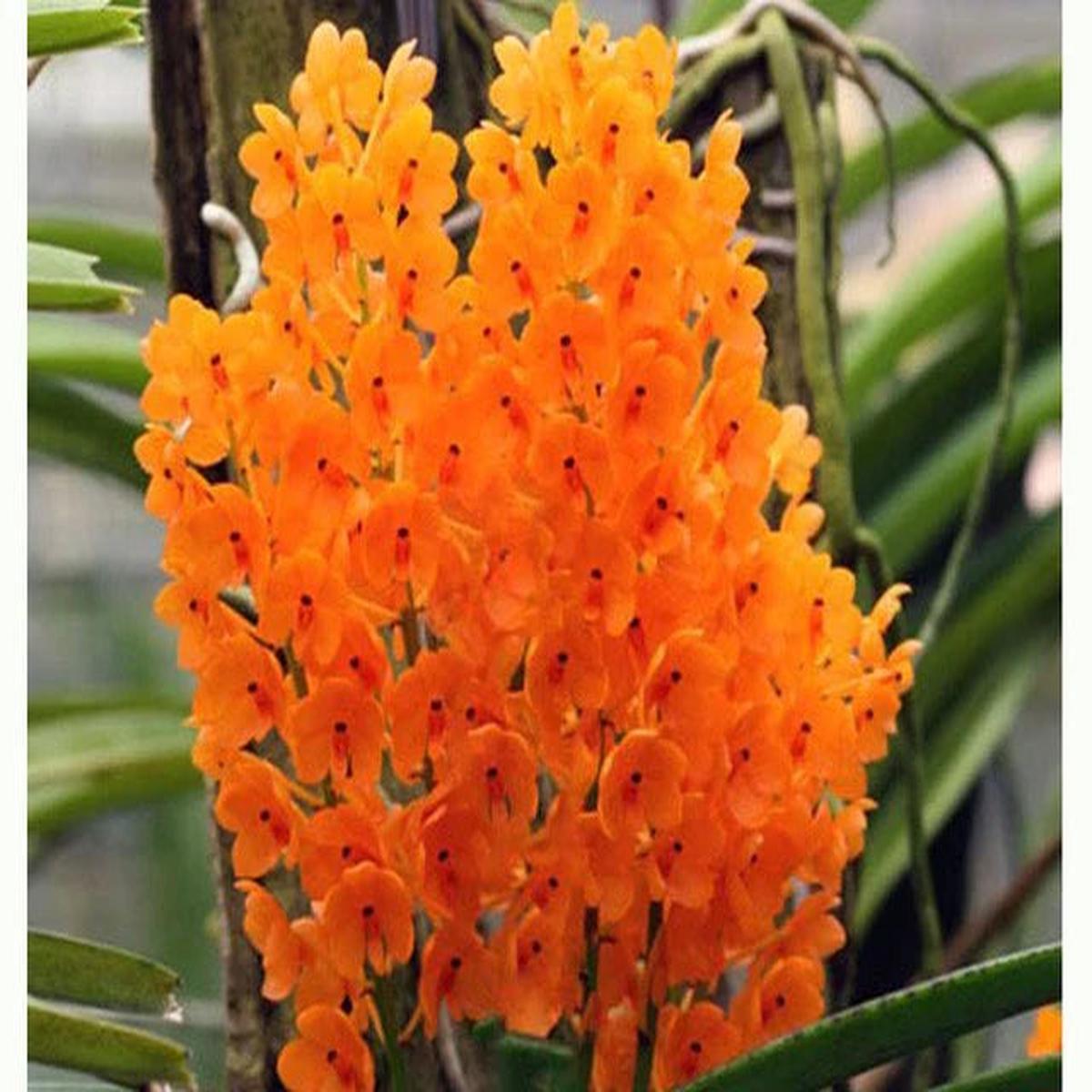 Light Yellow Ascocentrum Flower seeds for Planting – Hardy Variety, Heirloom & GMO Free Seeds for Home Garden