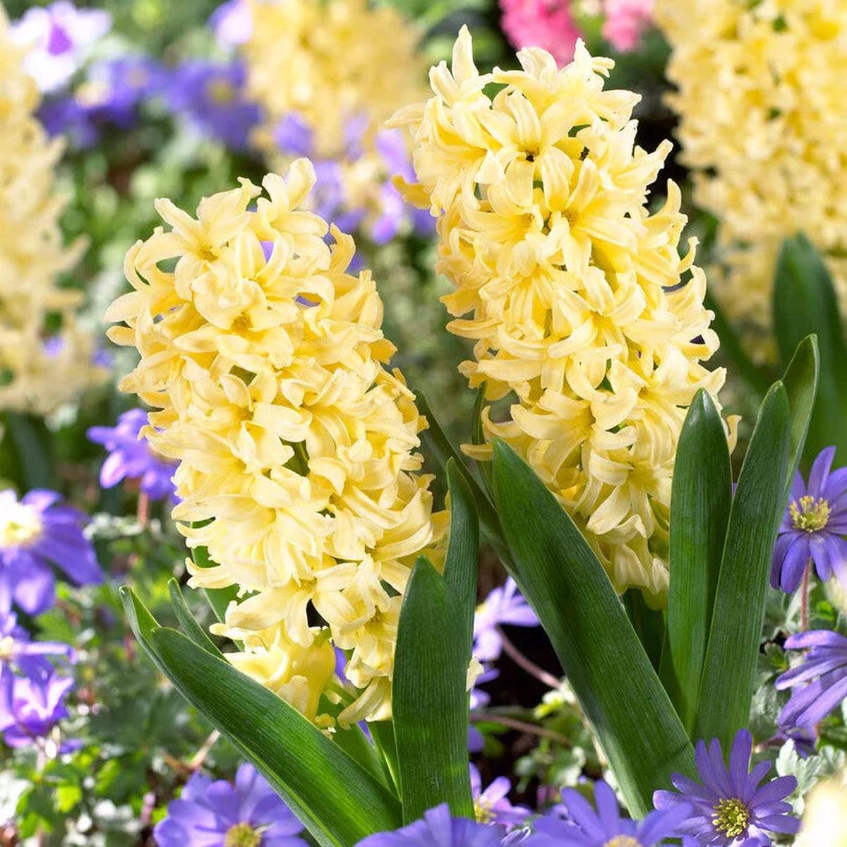 Light Yellow Hyacinth Flower seeds for Planting Colorful Display Heirloom & GMO Free Seeds for Home Garden Sale