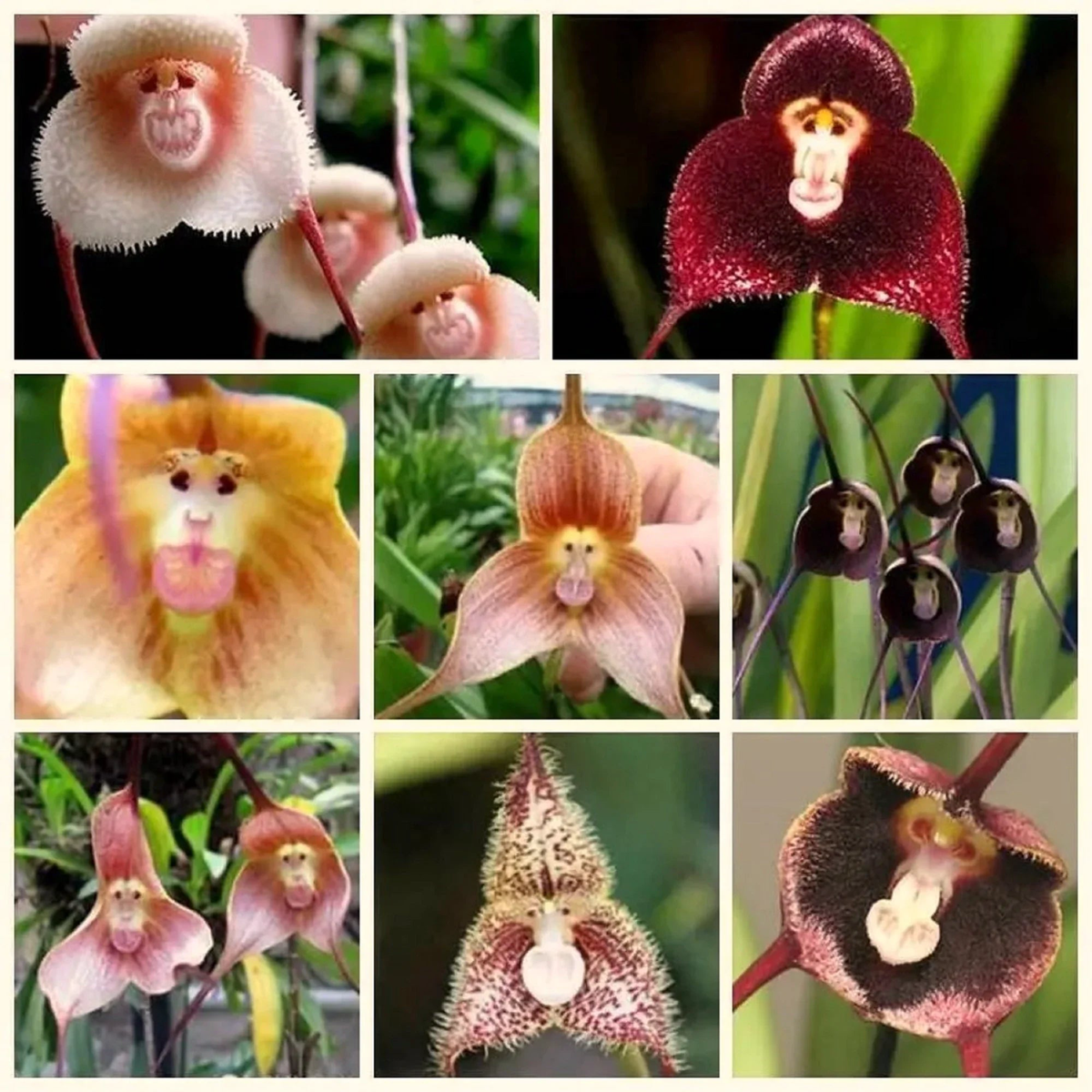 Mixed Monkey Face Orchid Flower Seeds for Planting  Heirloom, Non-GMO, High Germination Organic Seeds