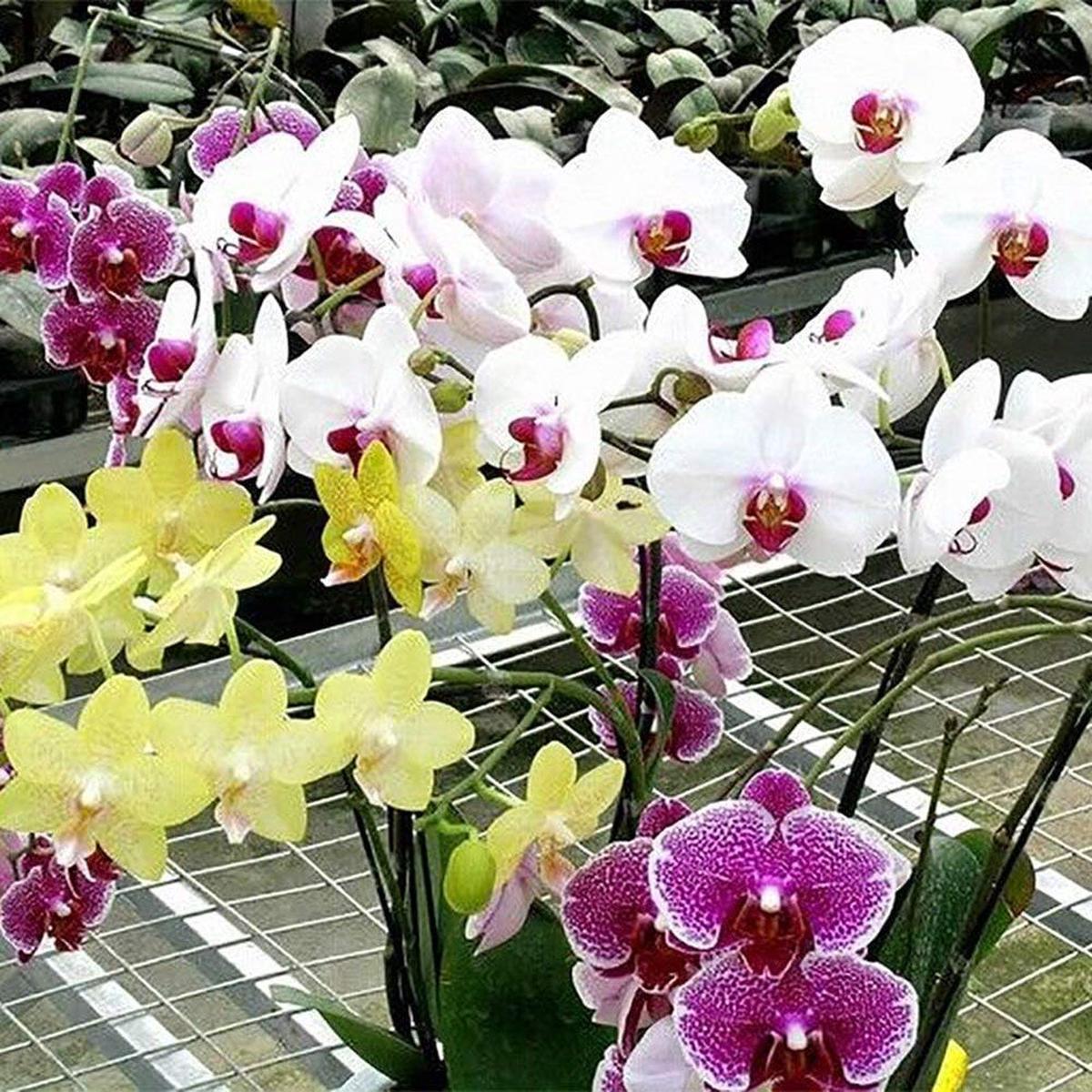 Mixed Phalaenopsis Orchid Flower Seeds for Planting  Shade Tolerant, Heirloom & Non-GMO Garden Seeds