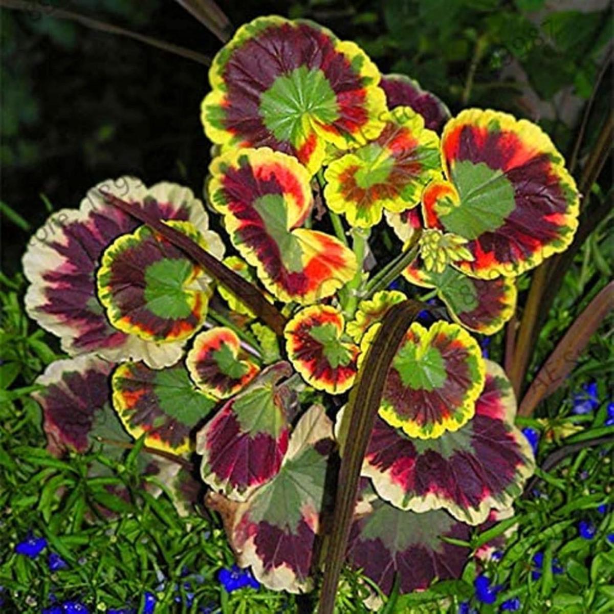 Mixed Variegated Geranium Flower Seeds for Planting Hardy Variety, Heirloom, Non-GMO, High Germination Garden Seeds
