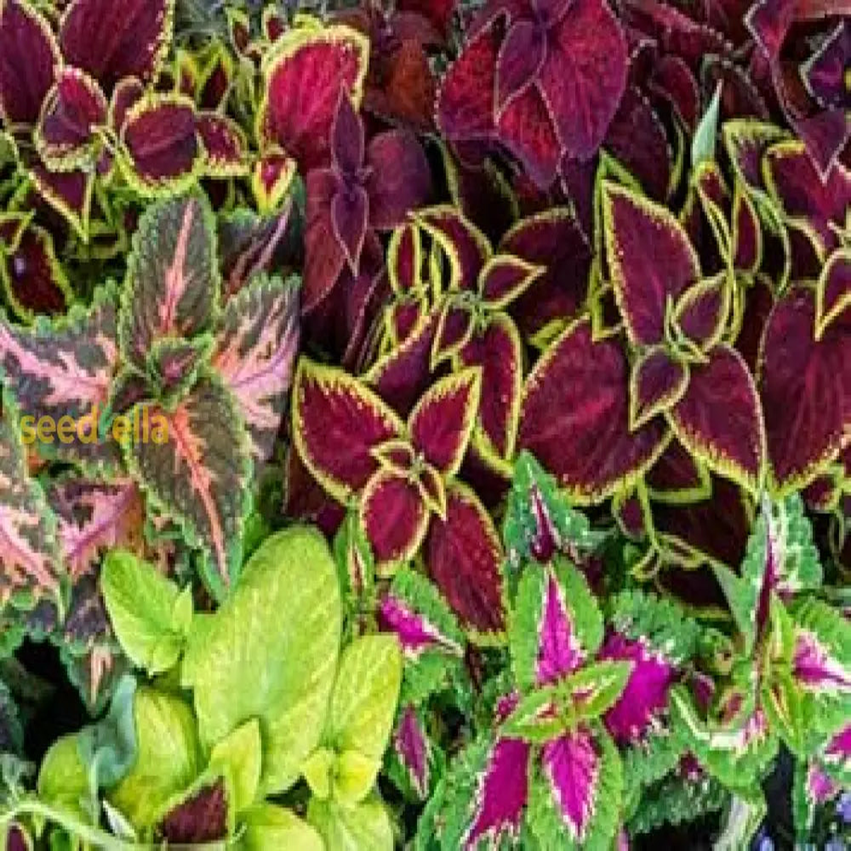 Multi-Colored Coleus Seeds for Planting