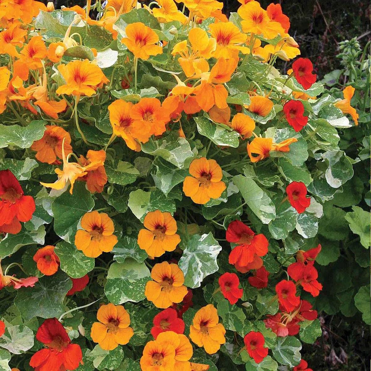 Nasturtium Jewel Flower seeds for Planting Bright Blooms Heirloom & GMO Free Seeds for Home Garden