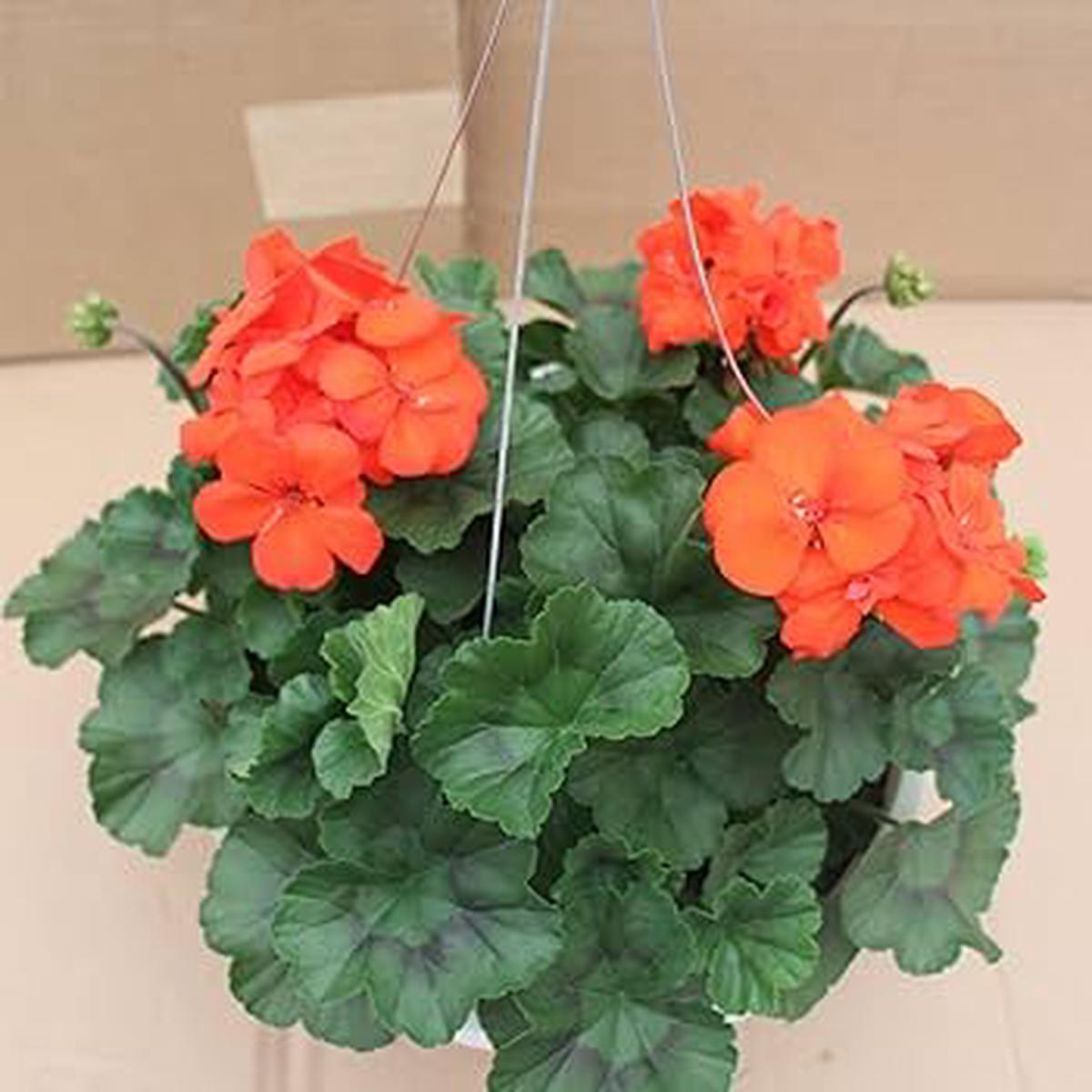 Orange Geranium Pelargonium Flower Seeds for Planting  Heirloom, Non-GMO, High Germination Seeds