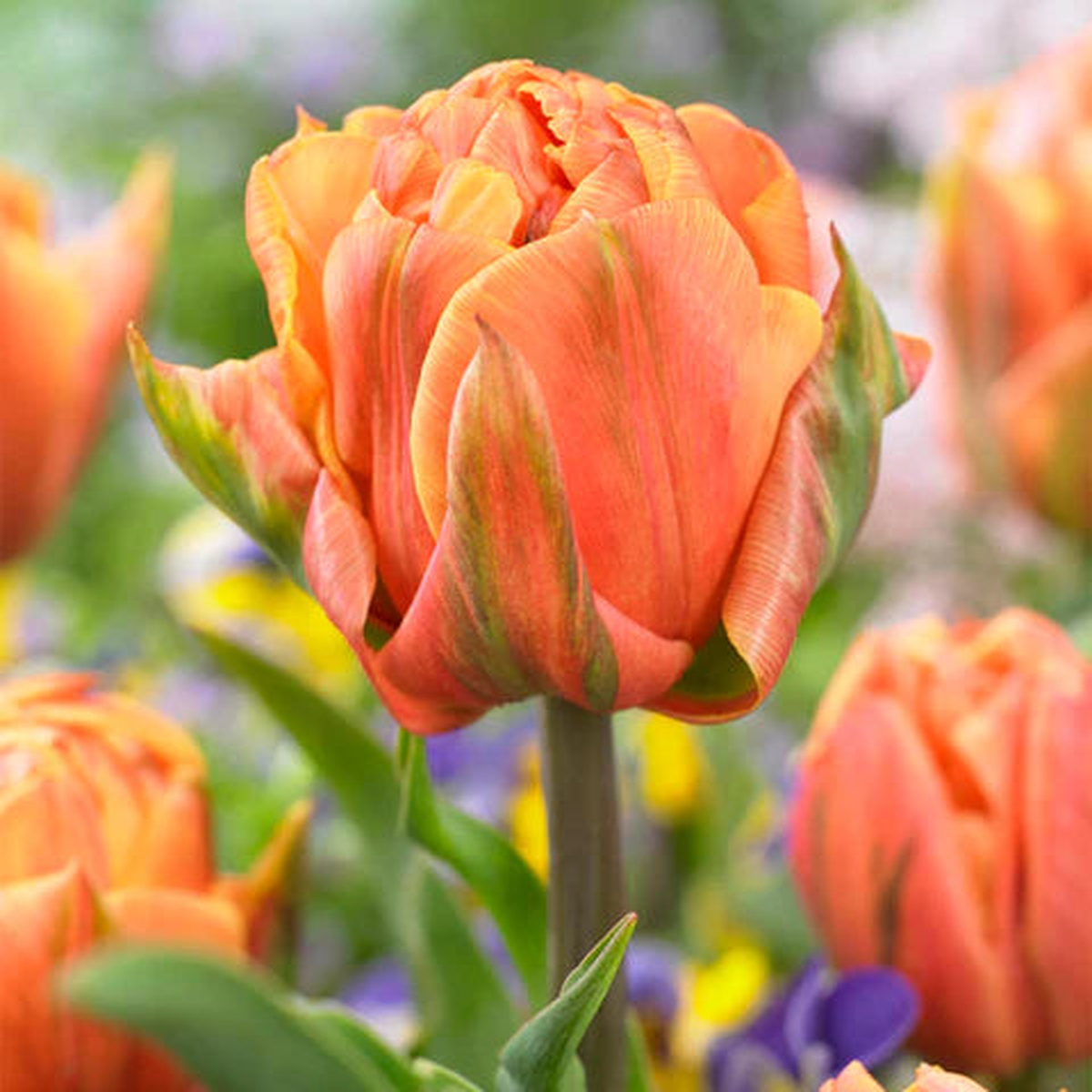 Orange Green Tulip Flower Seeds for Planting  Heirloom, Non-GMO, High Germination Vibrant Garden Seeds
