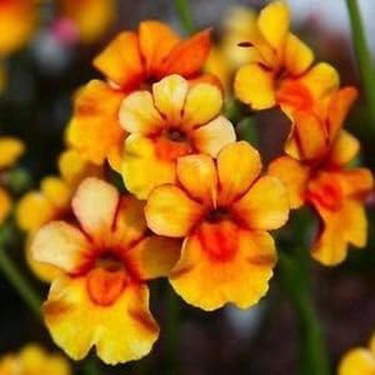 Orange Nemesia Flower seeds for Planting – Seasonal Bloomer, Heirloom & GMO Free Seeds for Home Garden