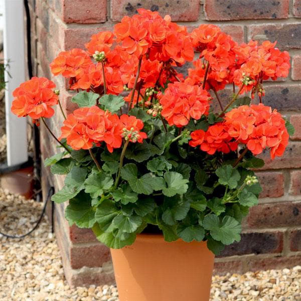 Orange Pelargonium Flower Seeds for Planting  Heirloom, Non-GMO, High Germination Seeds