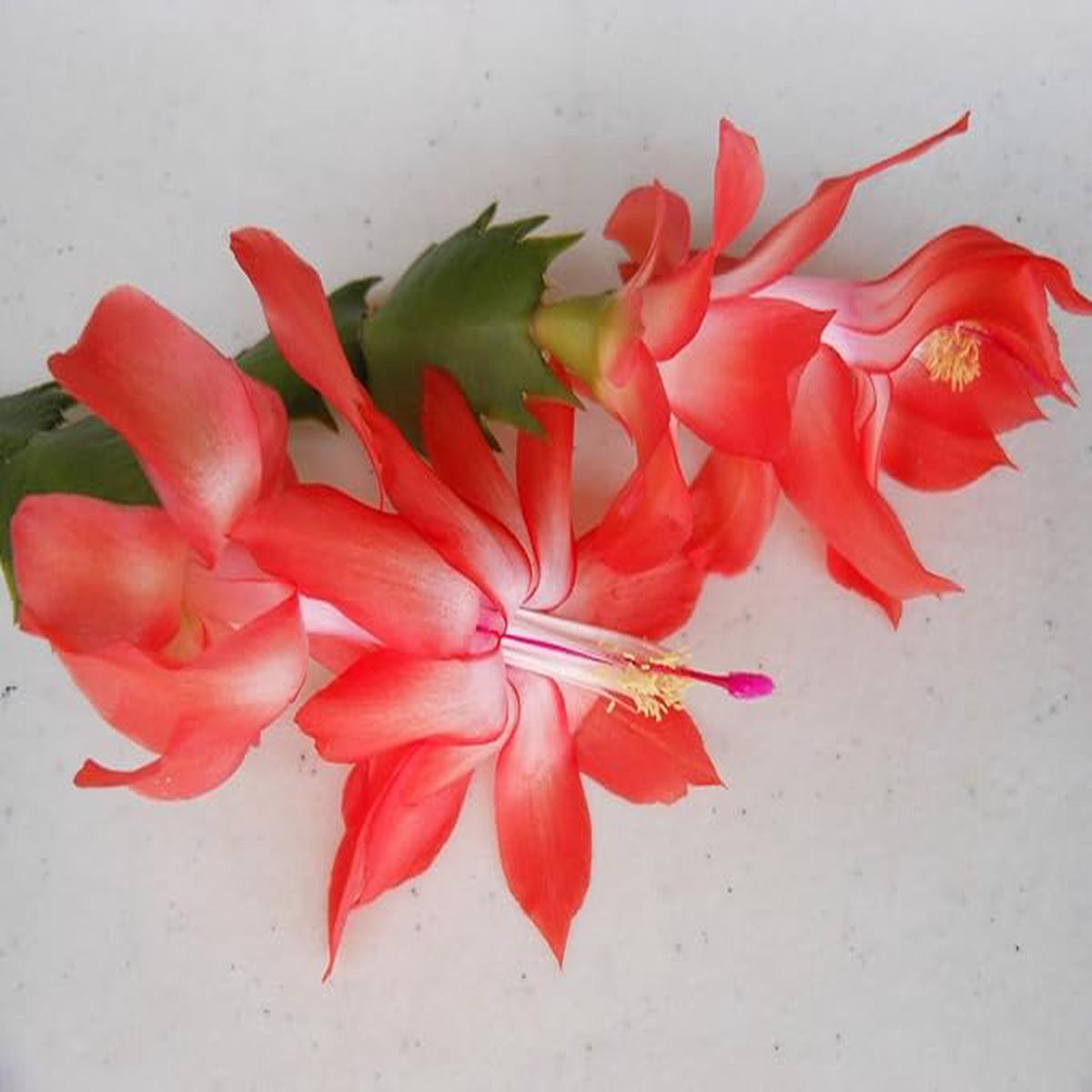 Orange Schlumbergera Plant Seeds for Planting  Heirloom, Non-GMO, High Germination Christmas Cactus Seeds