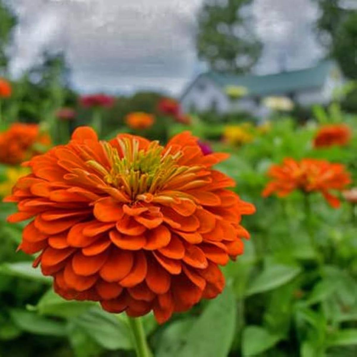 Orange Yellow Zinnia Flower Seeds for Planting  Heirloom Non-GMO High Germination Garden Seeds