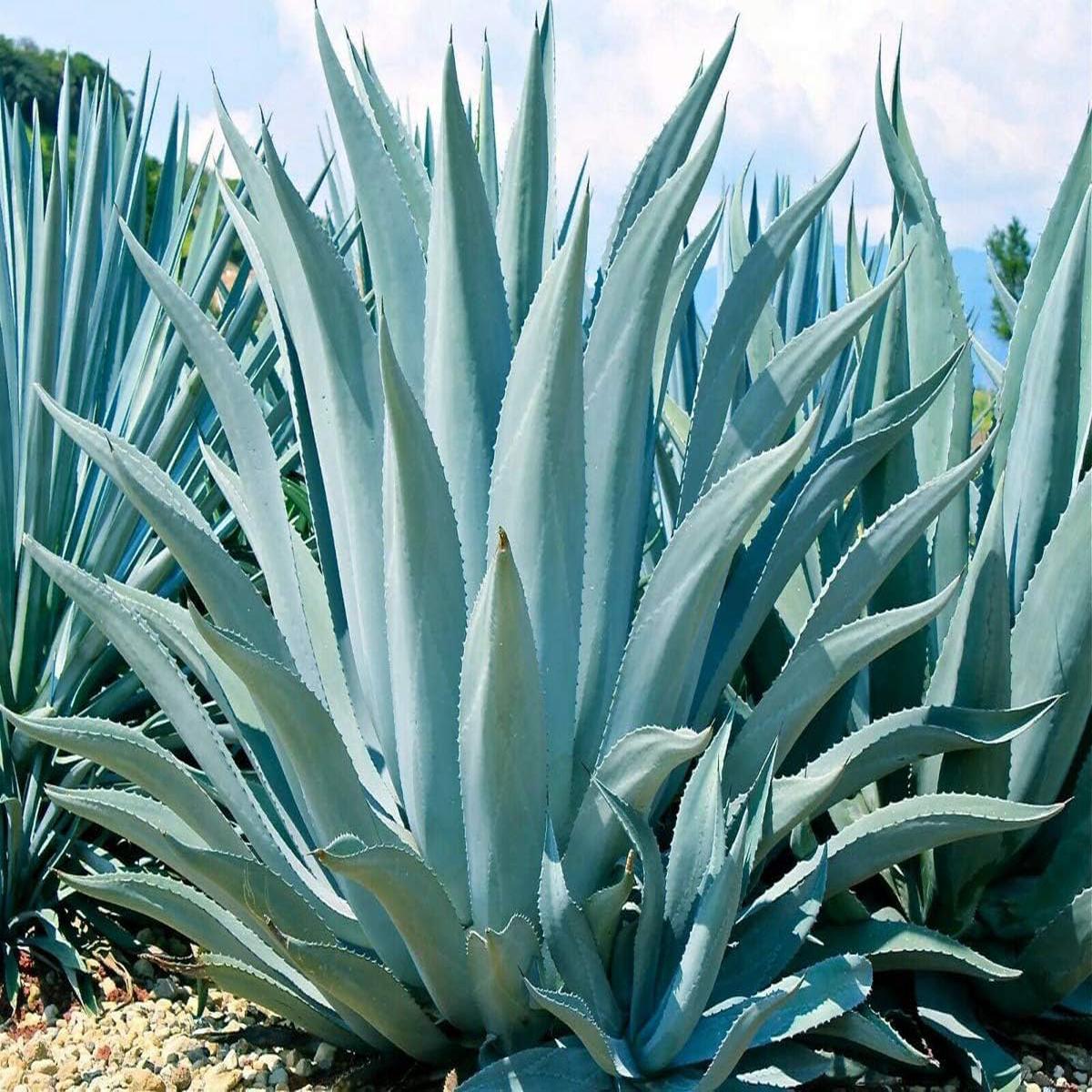 Organic Heirloom Mixed Agave Plant Seeds for Planting  Non-GMO, High Germination Drought-Tolerant Organic Garden Seeds