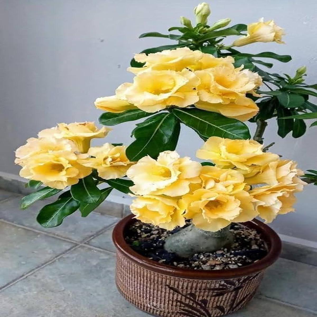 Pale Yellow Adenium Obesum Seeds Heirloom & Non-GMO Desert Rose for Home Gardens