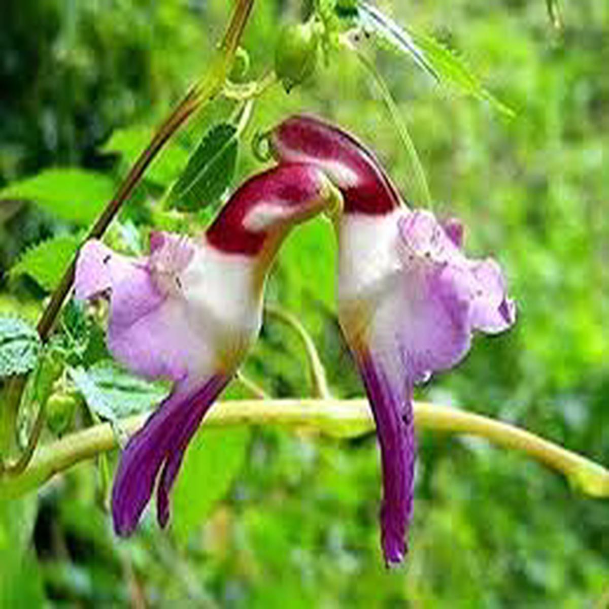 Parrot Orchid Flower Seeds for Planting  Heirloom, Non-GMO, High Germination Organic Garden Seeds (100pcs)
