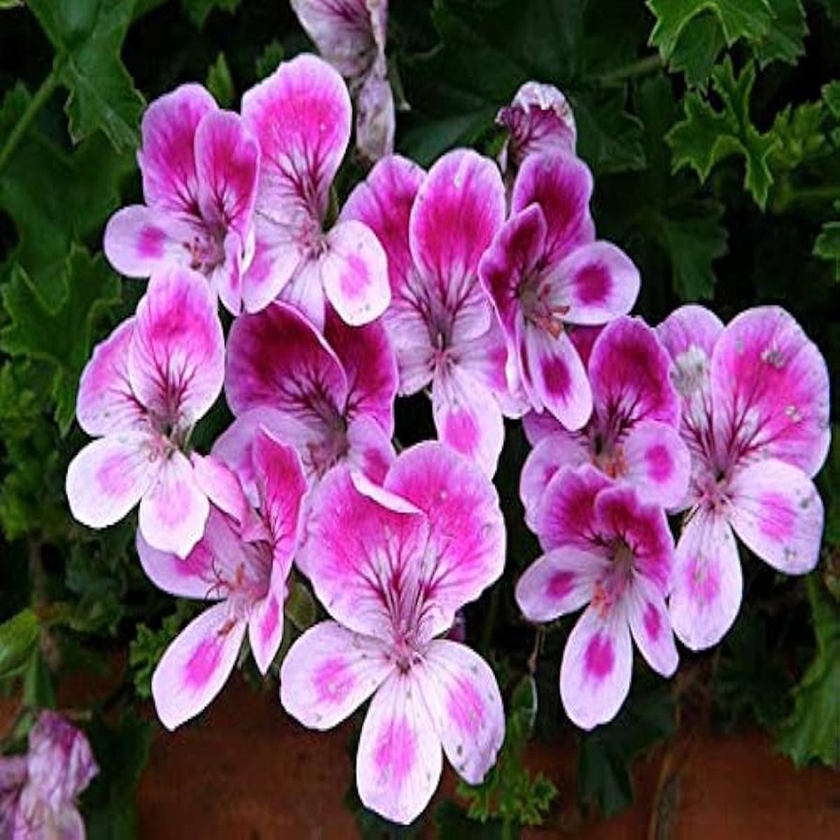Pink & White Geranium Flower Seeds for Planting Heirloom, Non-GMO, High Germination Organic Garden Seeds