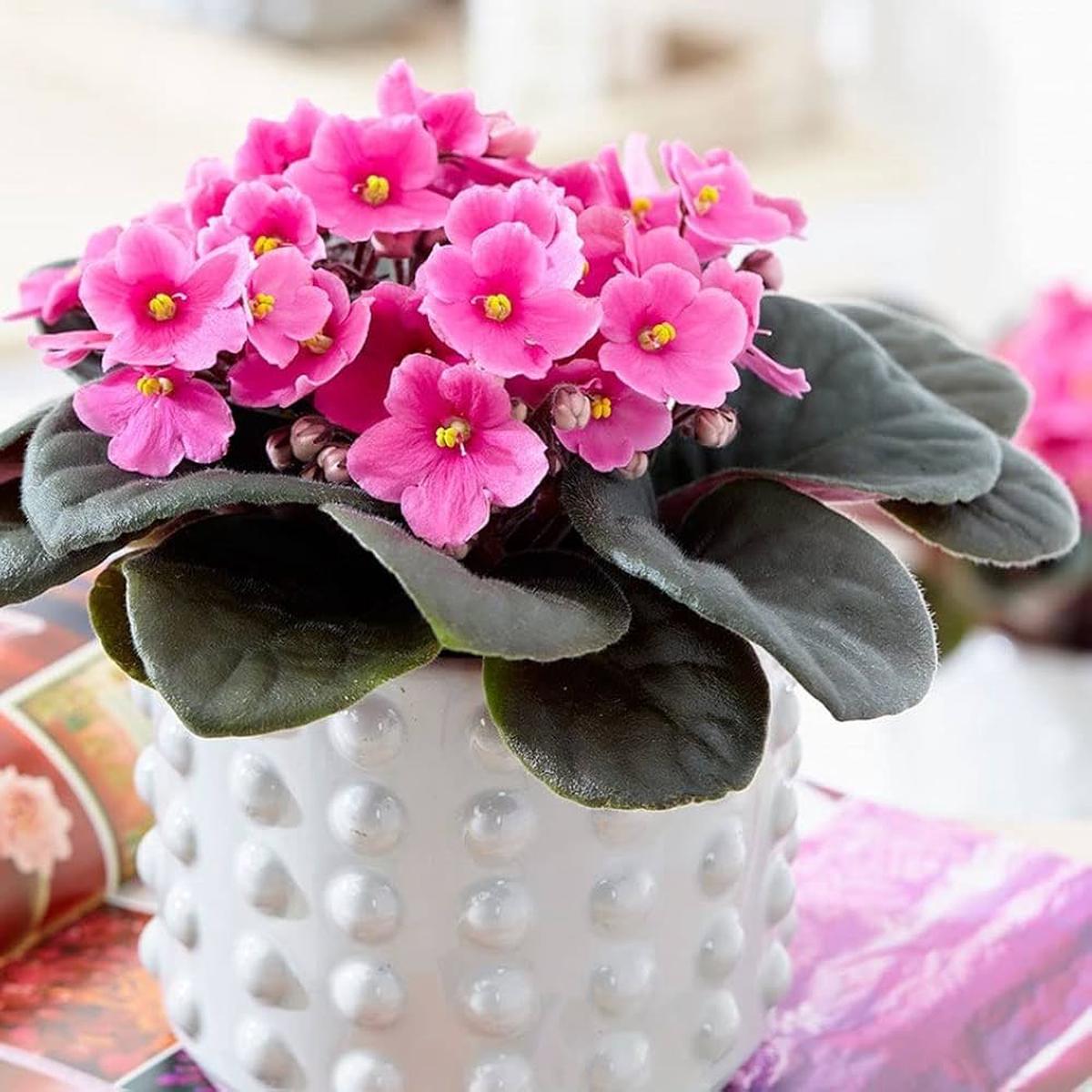 Pink & White Saintpaulia Flower Seeds for Planting Heirloom Non-GMO High Germination Organic Garden Seeds