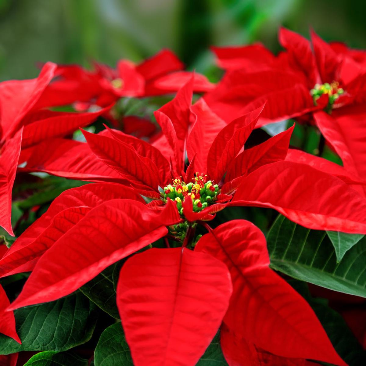Poinsettia Flower seeds for Planting Cut Flower Favorite Heirloom & GMO Free Seeds for Home Garden